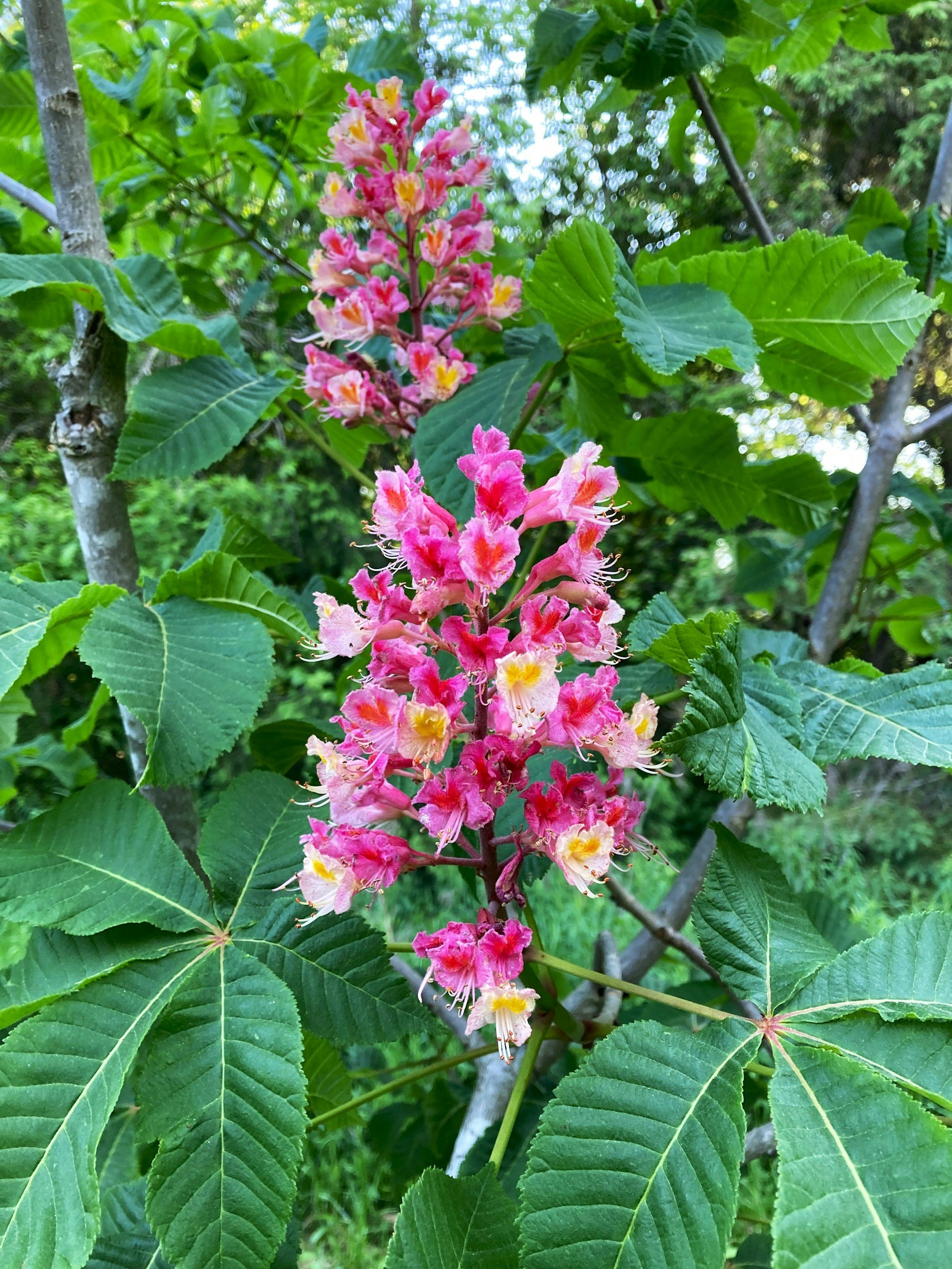 Pink and yellow flowering plant with large green leaves in a garden setting.