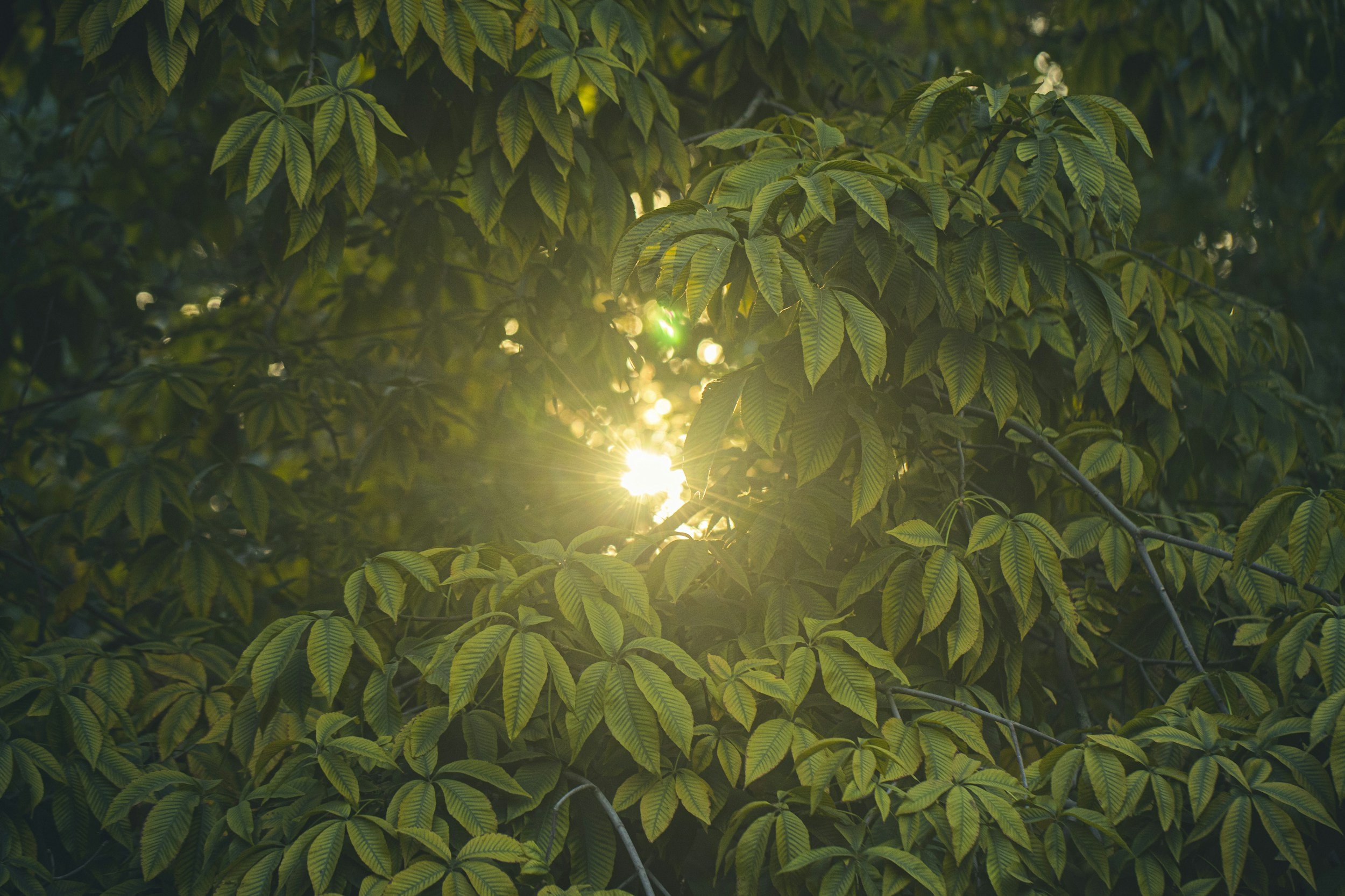 Sunlight shining through dense green leaves of a tree.