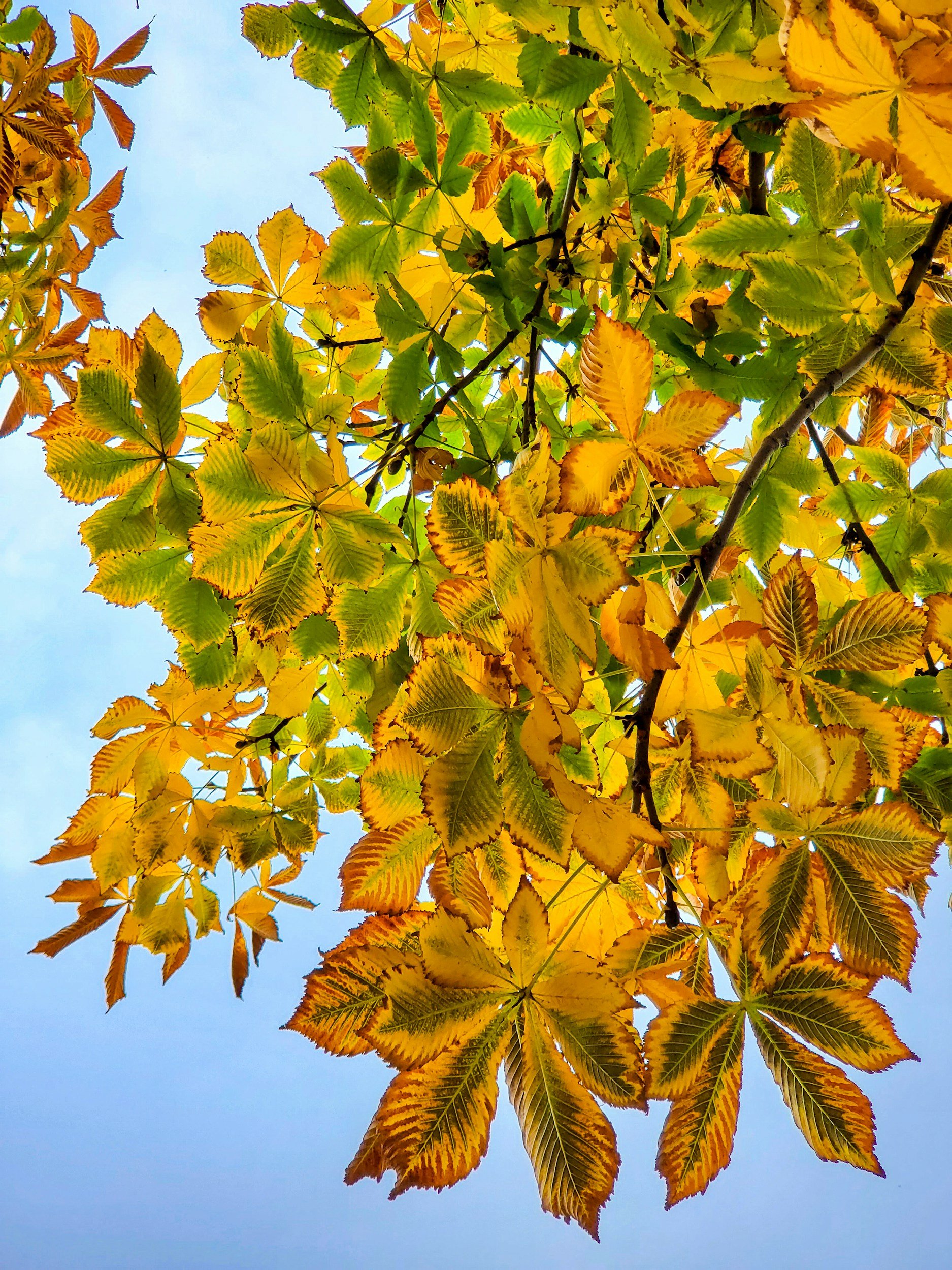 Colorful autumn leaves on a tree branch against a blue sky.