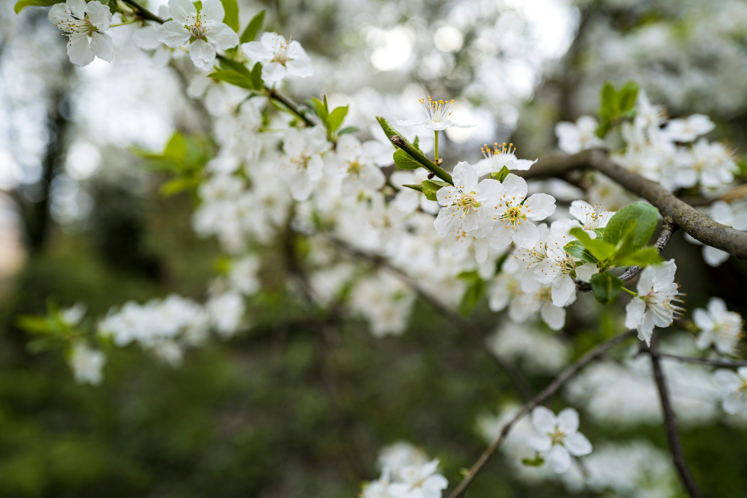 Close-up of white cherry blossoms on a tree branch with green leaves.