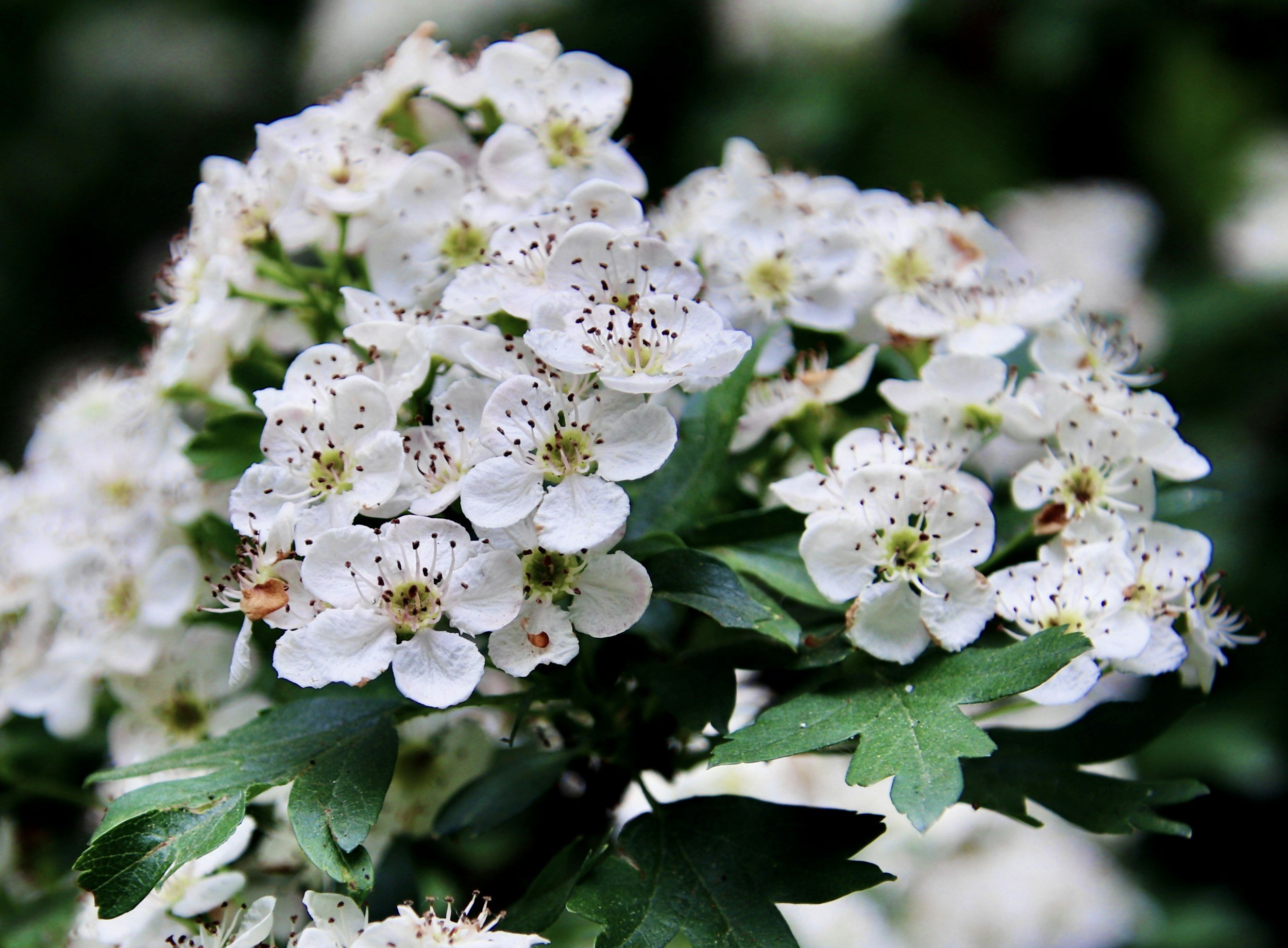 Close-up of a cluster of small white flowers with dark stamens, surrounded by green leaves.