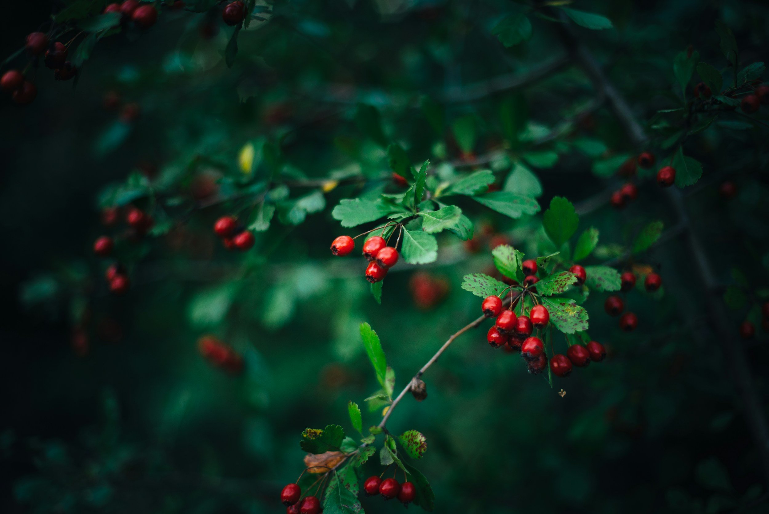 Red berries on green leafy branches in a dark, natural setting.
