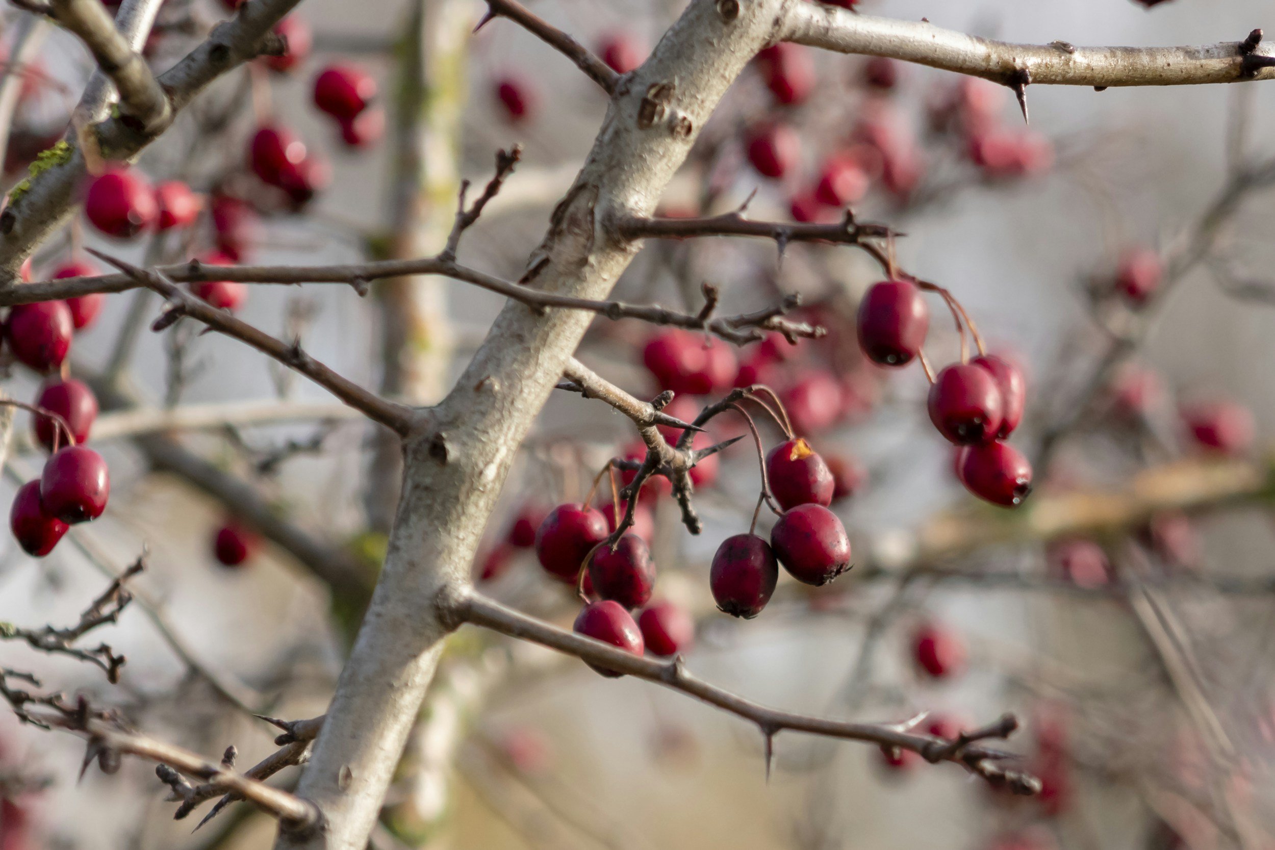 Close-up of red berry clusters on leafless tree branches with a blurred background.
