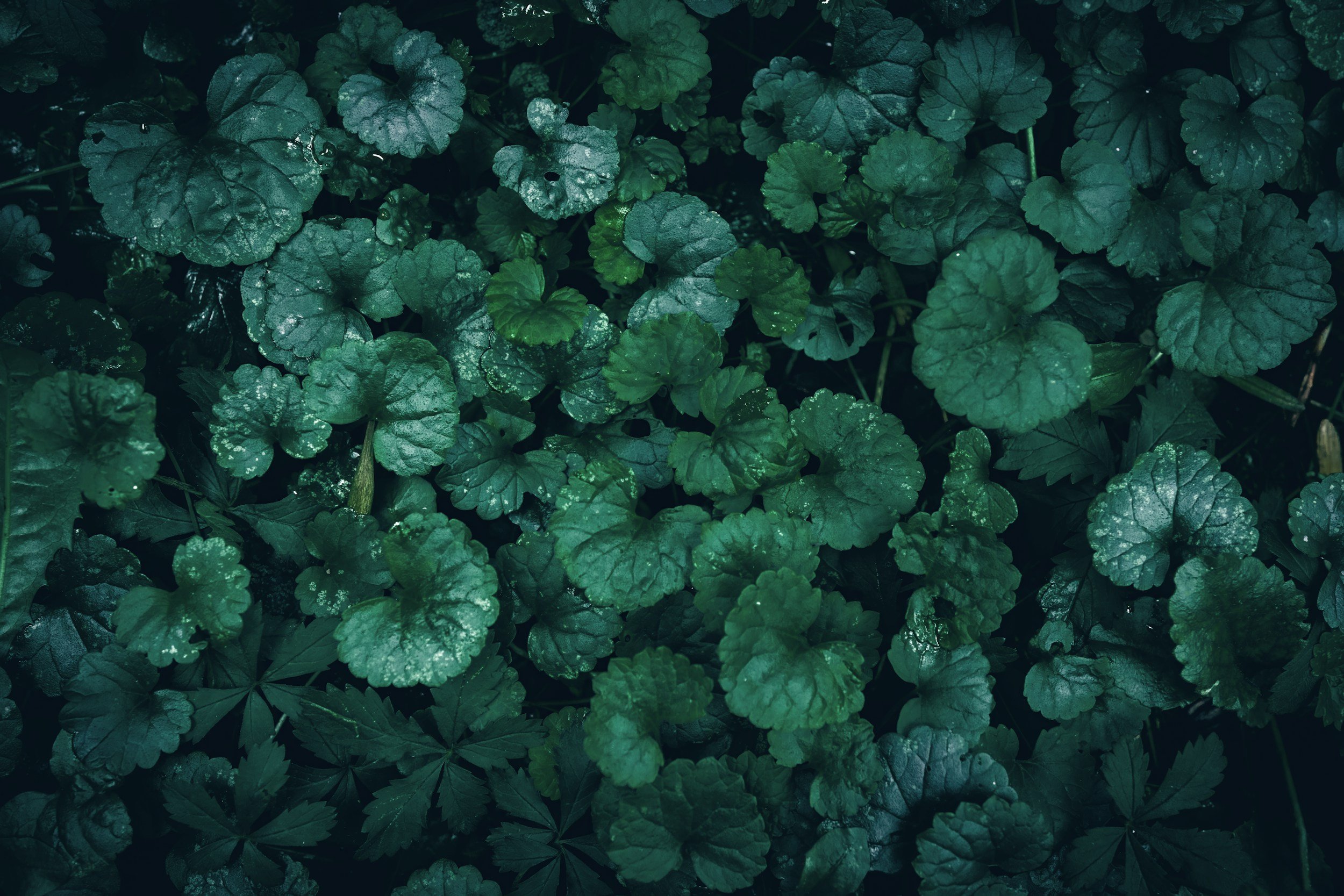 Close-up of dark green, rounded, textured leaves covering the ground.