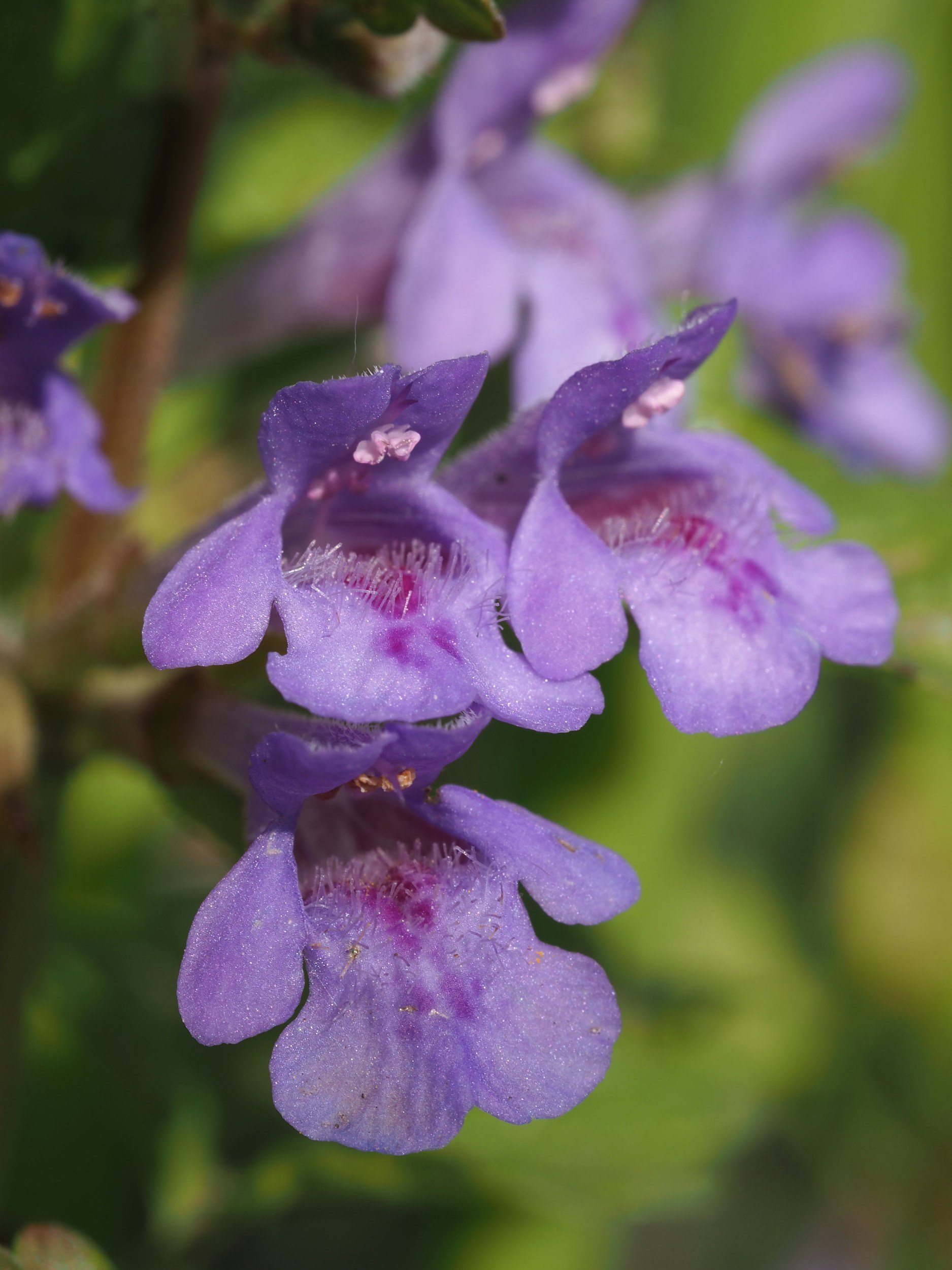 Close-up of purple flowers with fuzzy petals, possibly lavender or a similar plant.