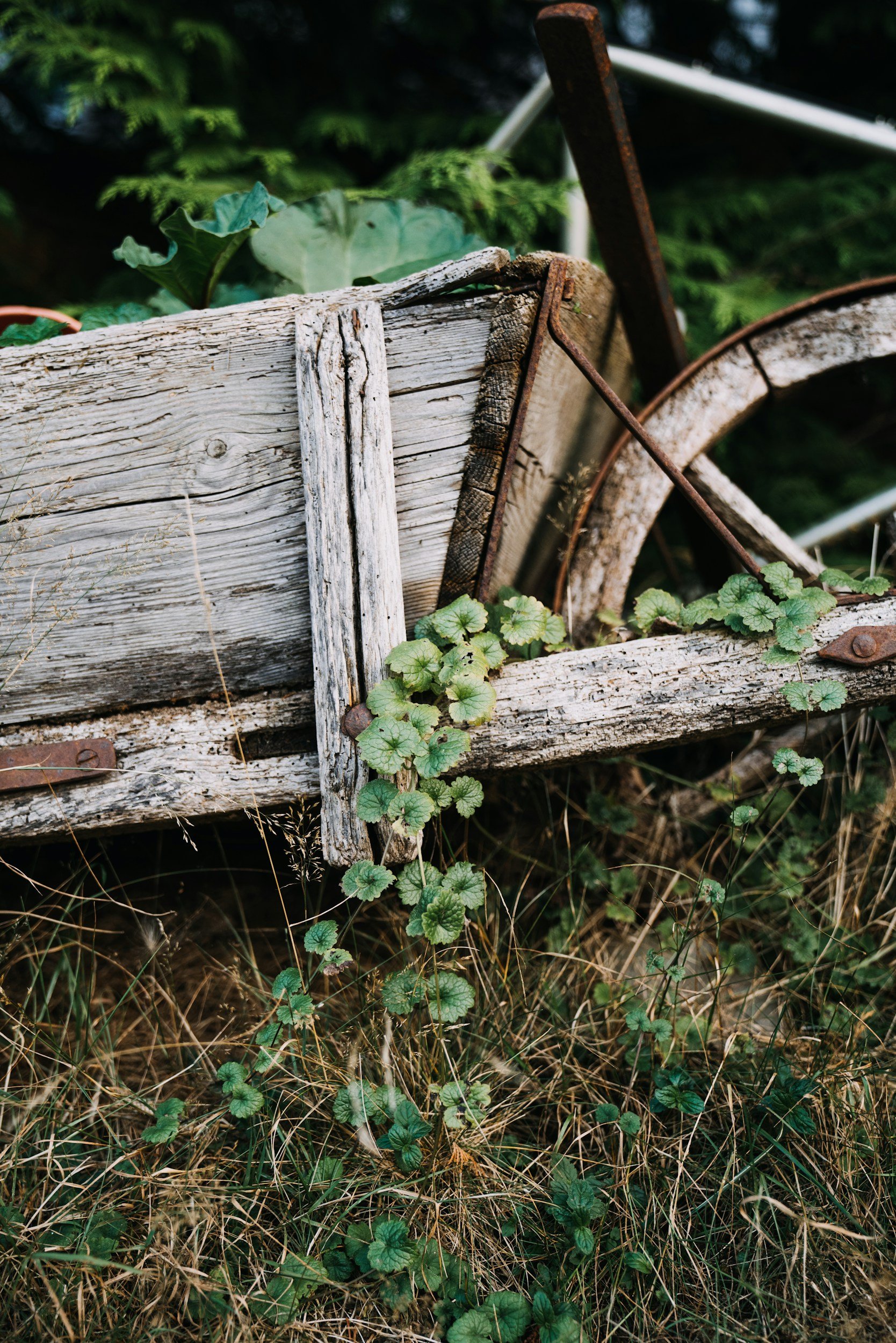 An old, weathered wooden wheelbarrow with peeling paint, leaning against a rusty metal wheel and frame, surrounded by green plants and dry grass.