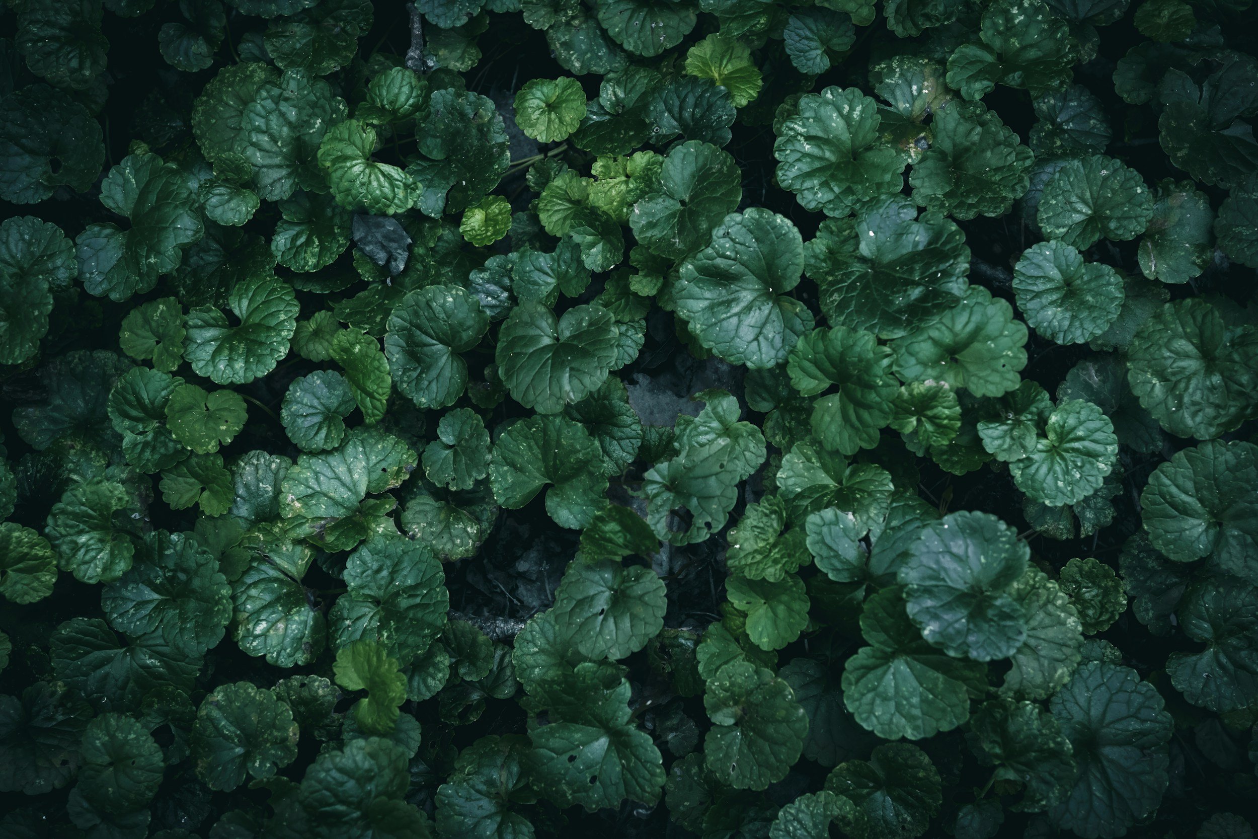 Close-up of lush, dark green, round, textured leaves on a plant.