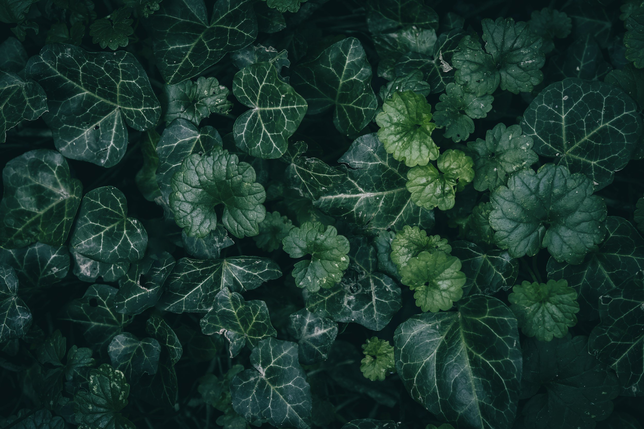 Close-up of dark green ivy leaves with prominent veins