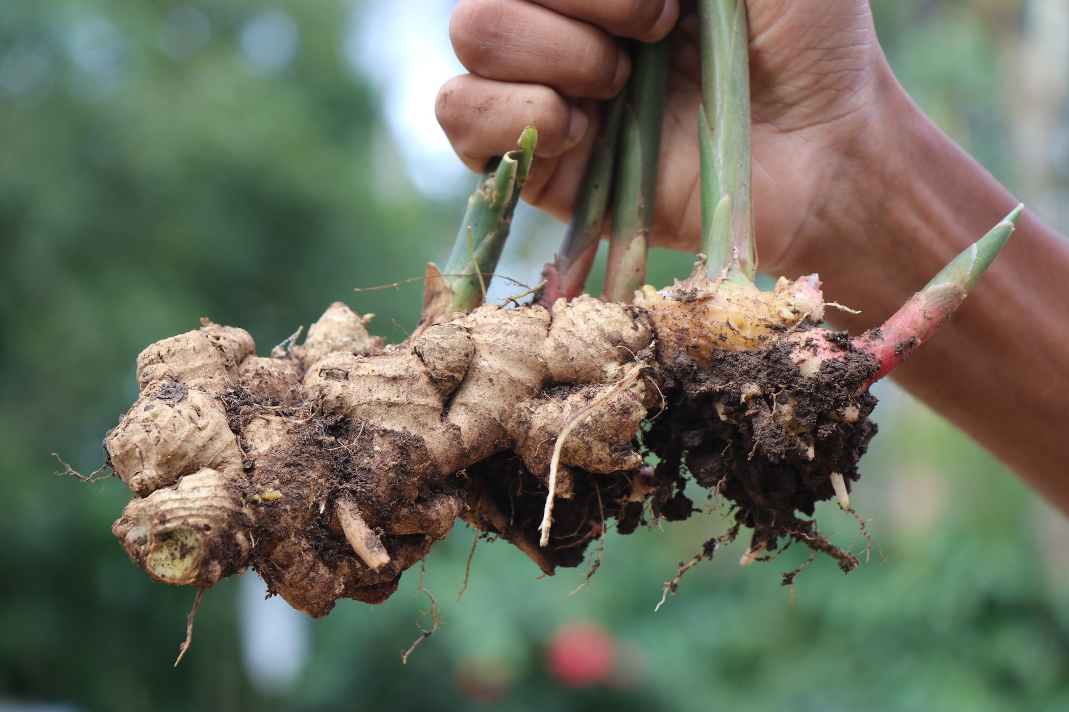 Ginger root being held after dug up