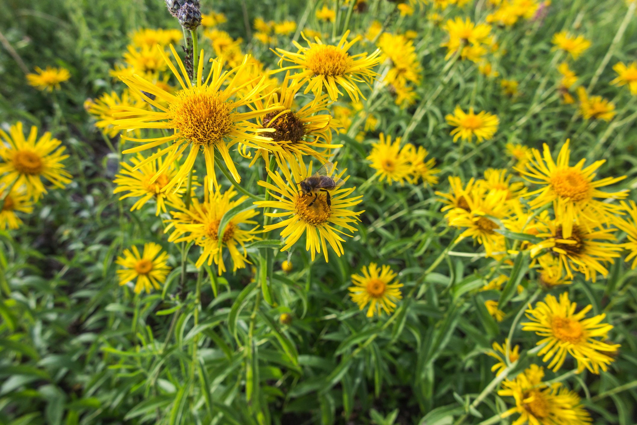 Yellow wildflowers with a bee on one of the flowers in a green field.