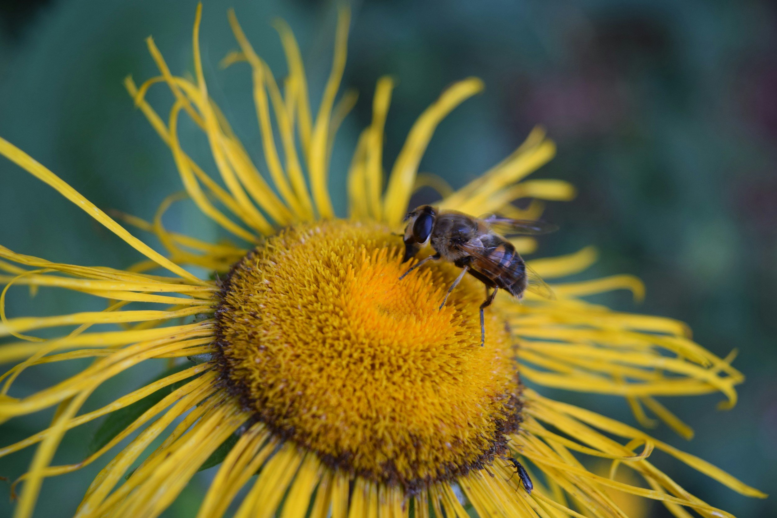 Close-up of a bee on a yellow sunflower with a green blurred background.