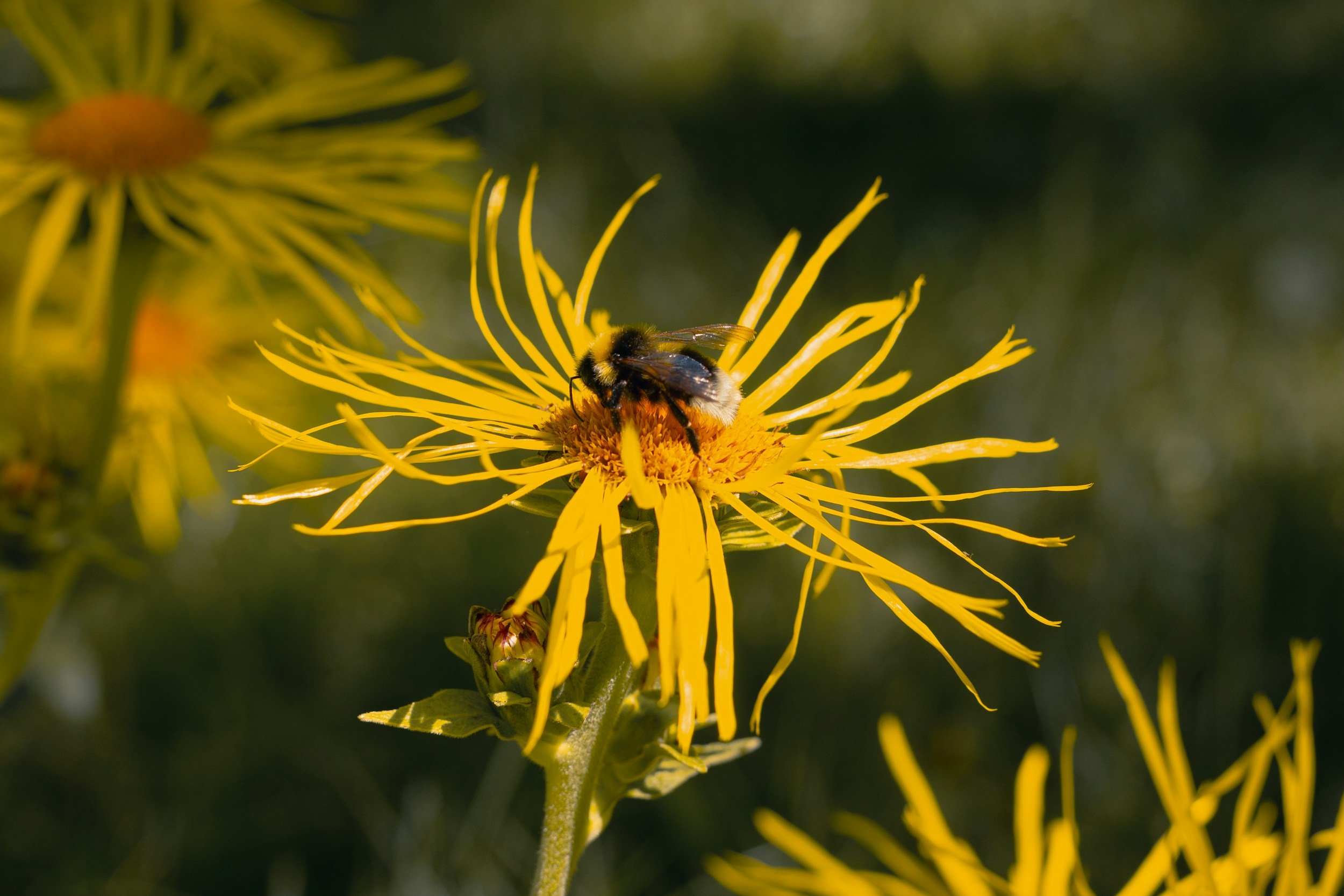 A bee collecting nectar from a yellow flower with long, thin petals in a natural setting.