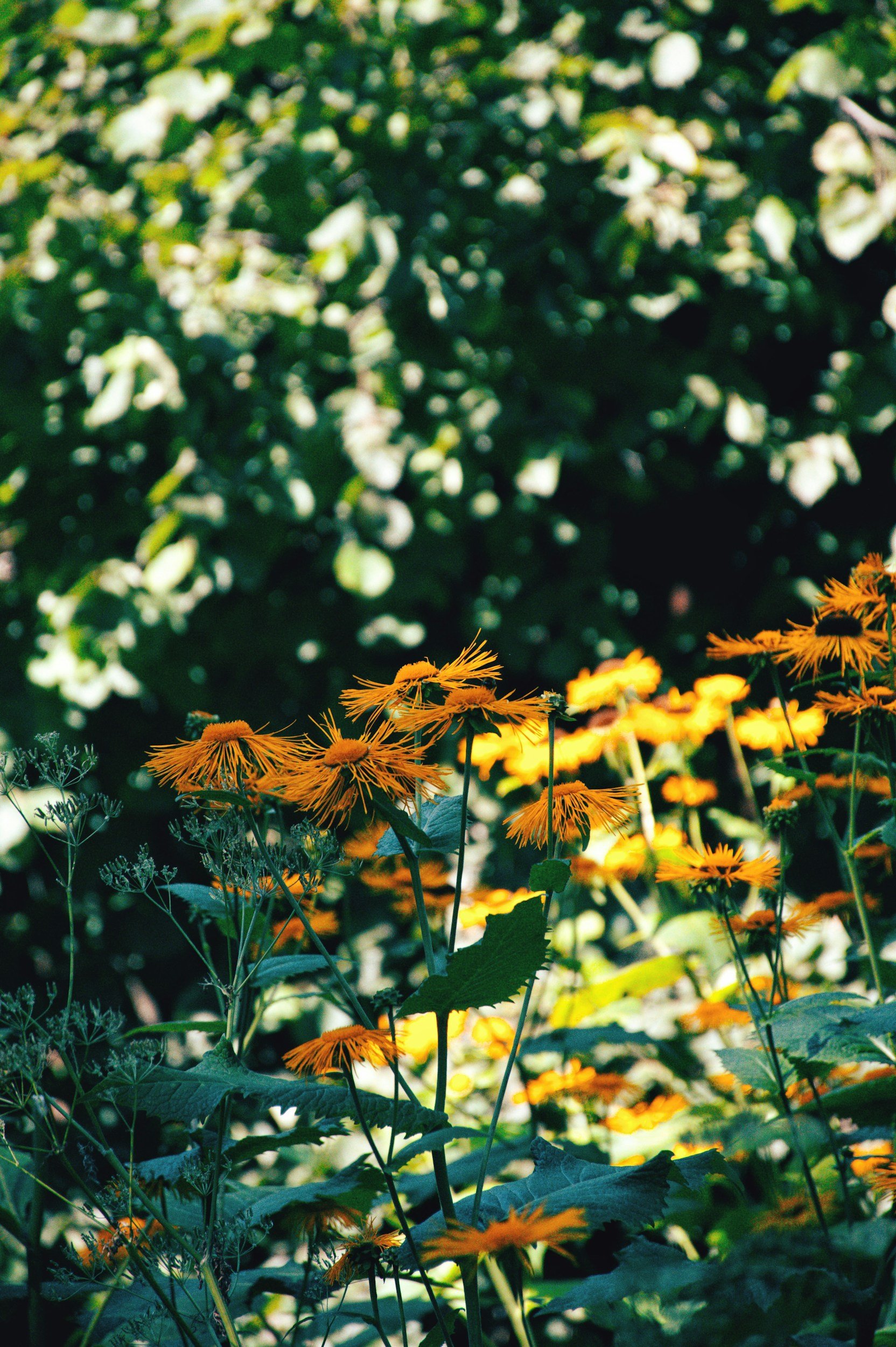 Cluster of yellow flowers with green leaves and dark stems in a garden setting.