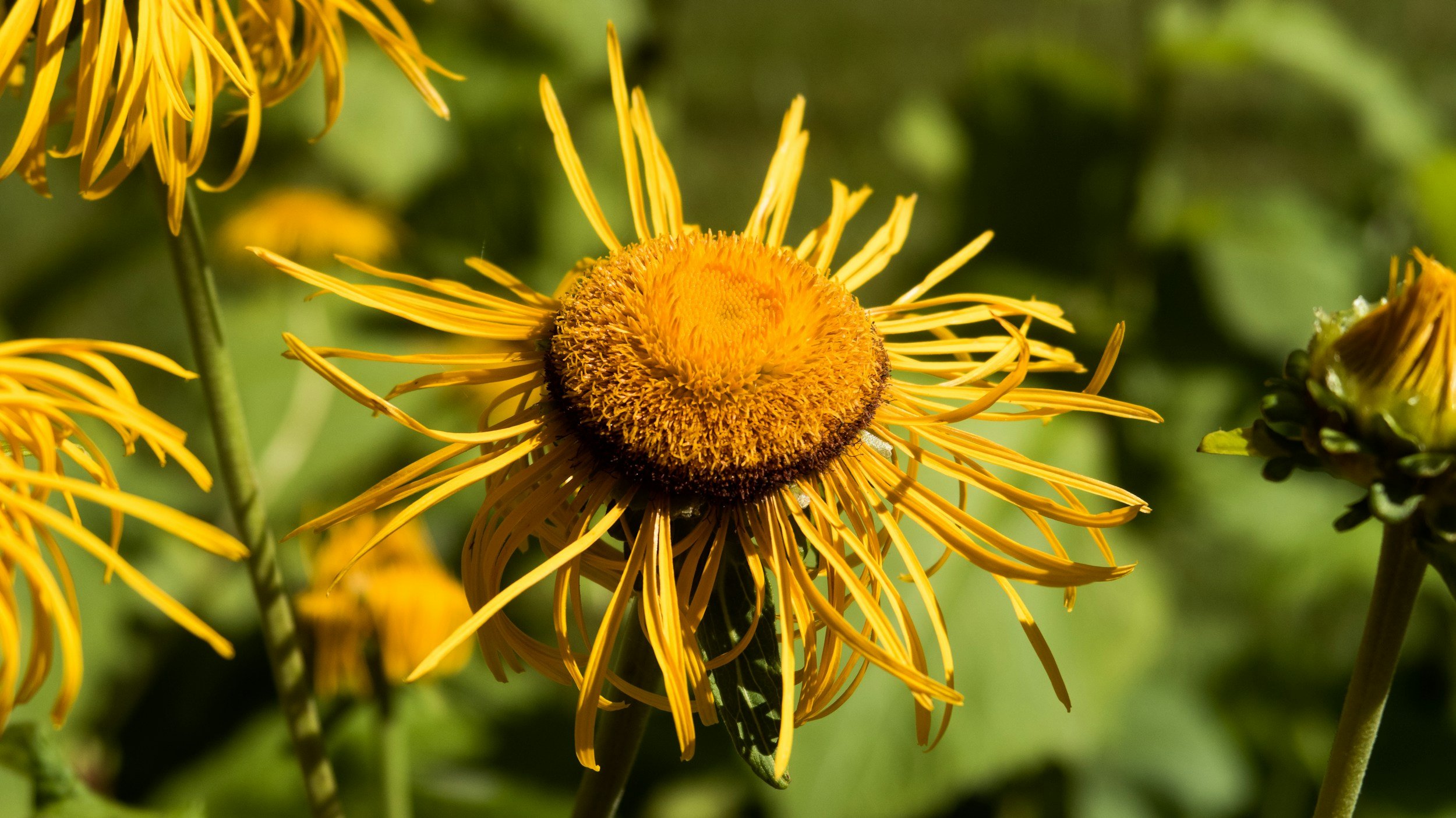 Yellow flower with long, thin petals and a textured center, surrounded by green foliage.