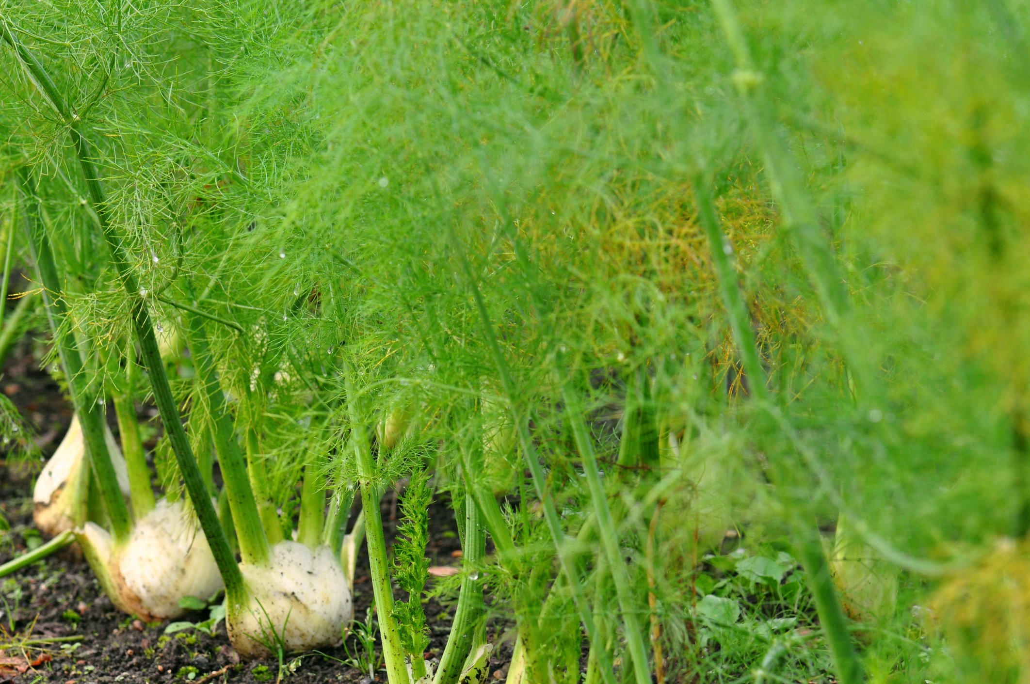 Green fennel plants growing in soil, with bulbs visible at the base and feathery leaves above.