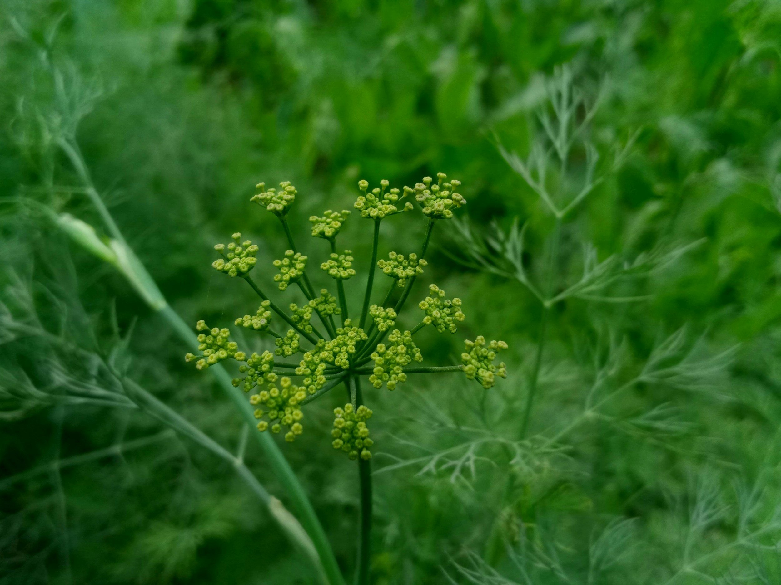 Close-up of a green plant with small yellow-green flower clusters and leafy foliage in the background.