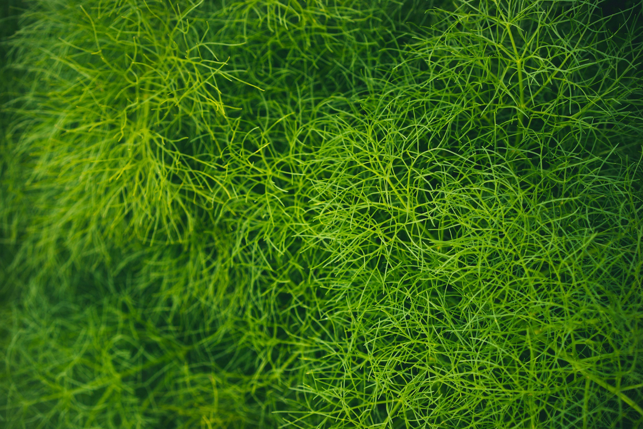 Close-up of bright green feathery plant, showing intricate, fine, needle-like leaves