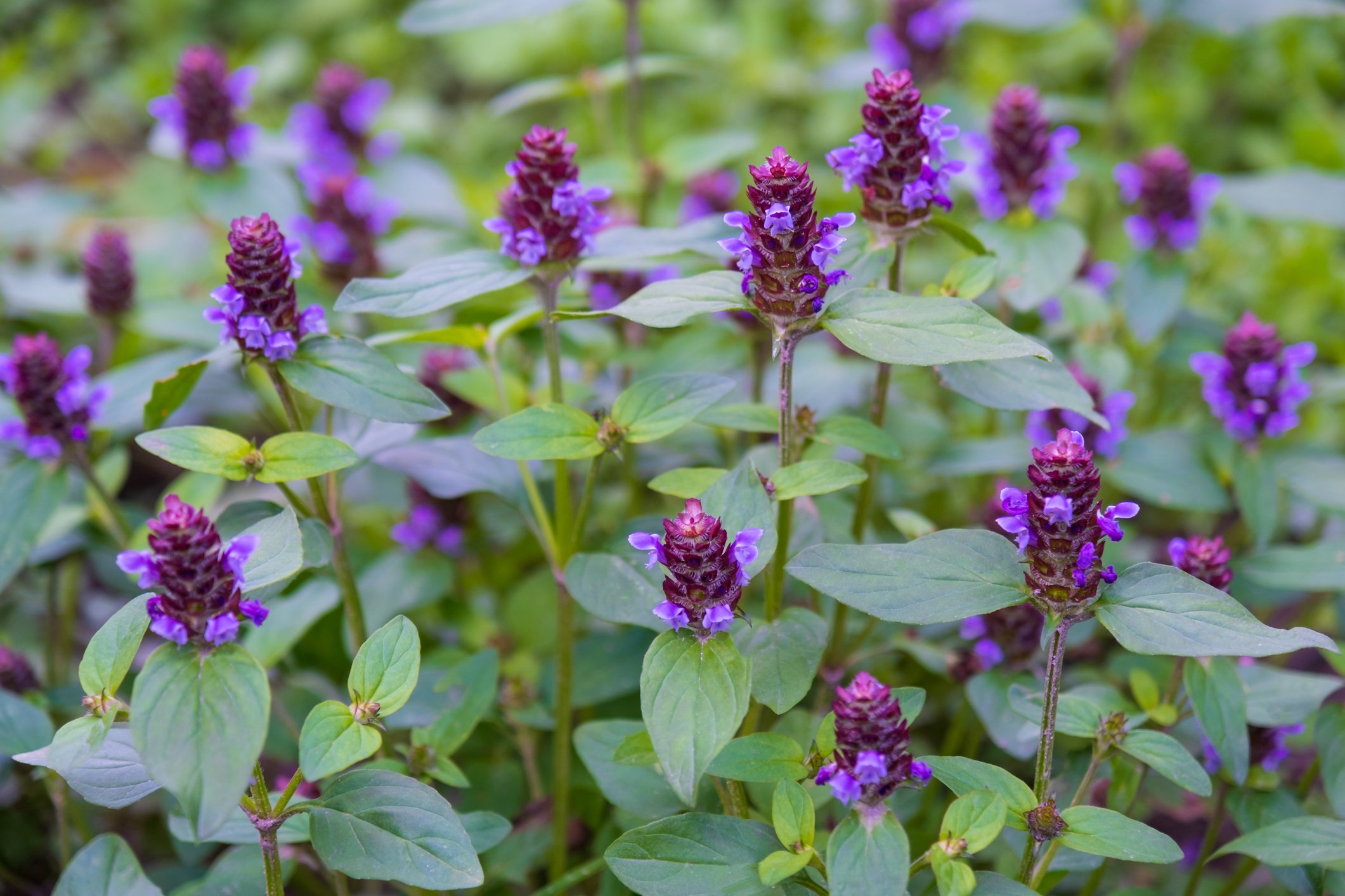 Purple and green flowering herbs with purple flower spikes and green leaves.