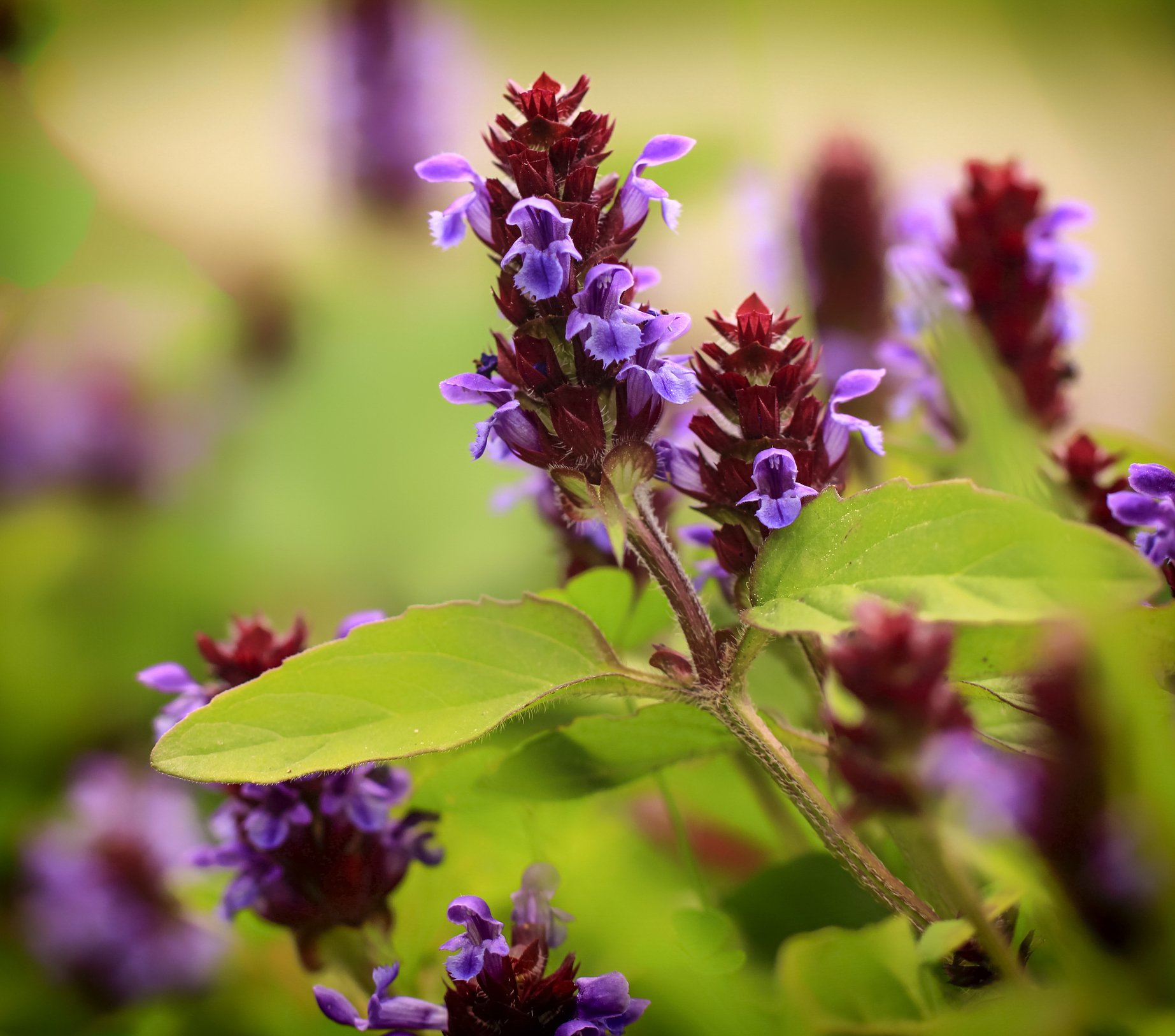 Close-up of purple and red flowering plant with green leaves