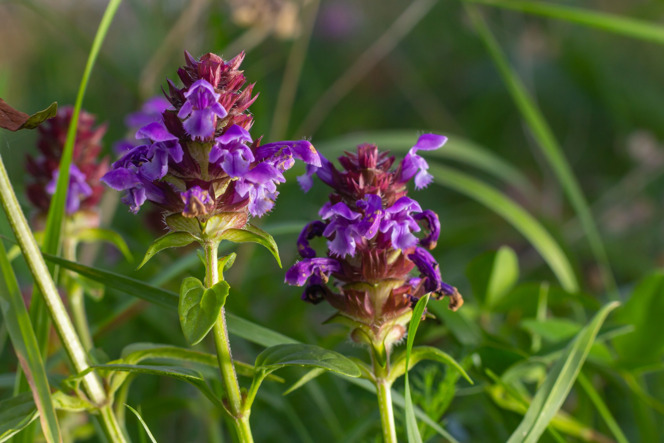 Purple wildflowers with green leaves and grass surrounding them