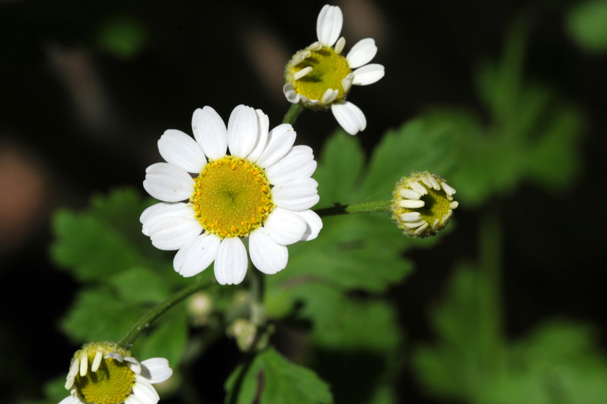 Close-up of small white daisy flowers with yellow centers on green foliage.