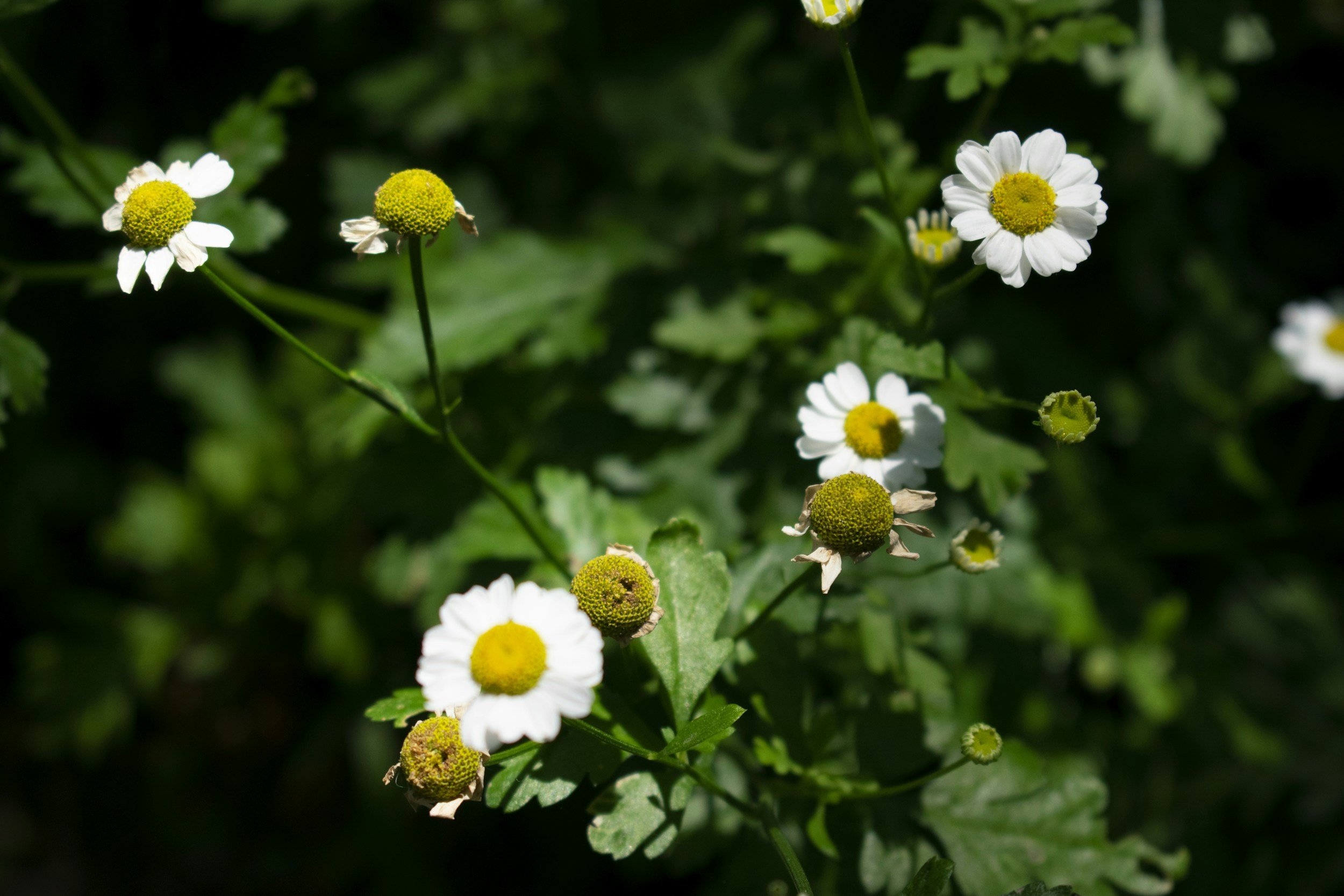Small white flowers with yellow and black centers on green foliage.
