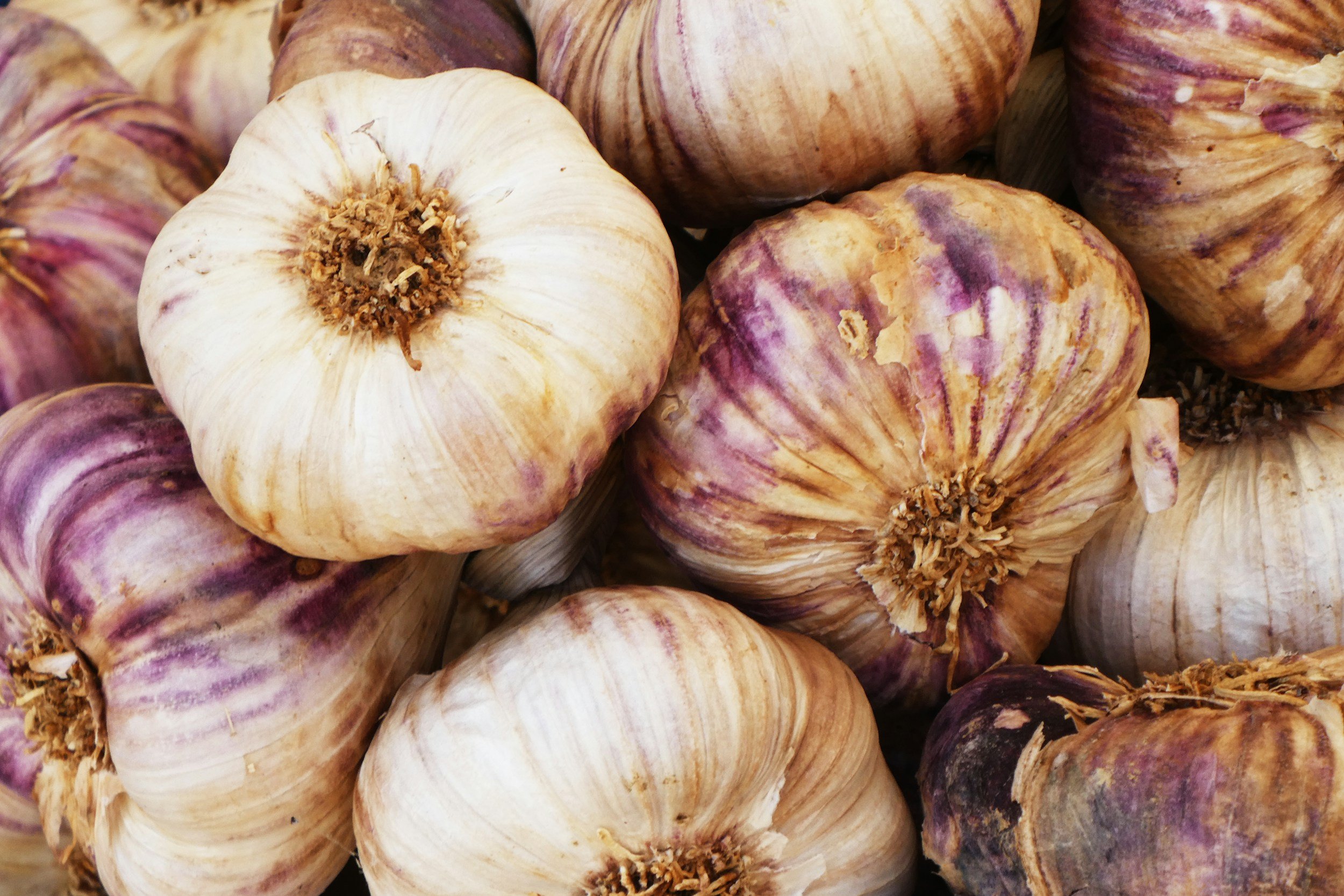 A close-up of several bulbs of garlic with white and purple skins.