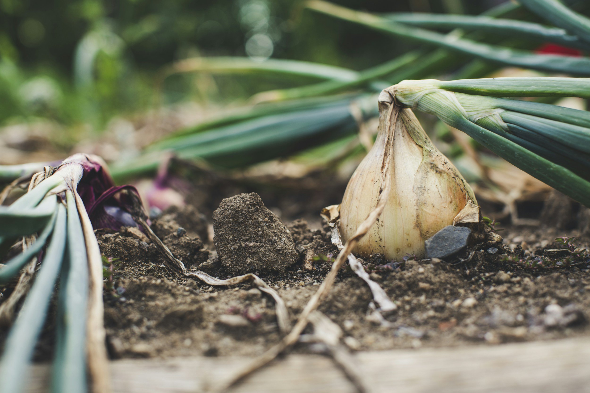 Close-up of soil with a sprouting onion on a garden bed surrounded by green leafy plants.