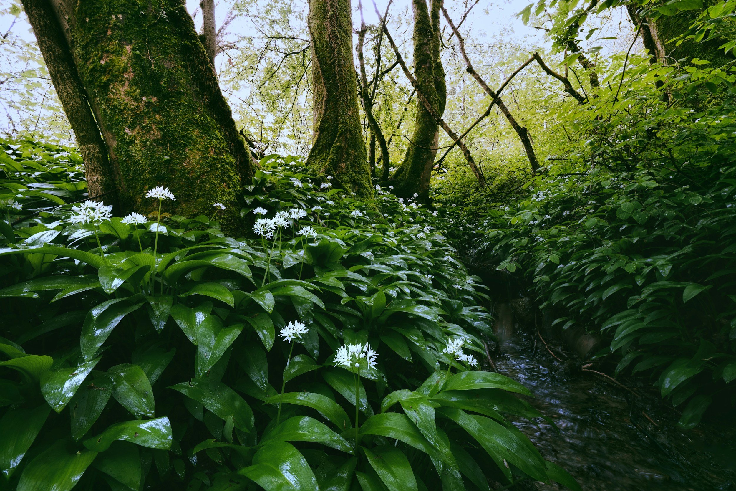 A lush green forest with moss-covered trees and white flowers growing among dense leaves, with a small stream running through.