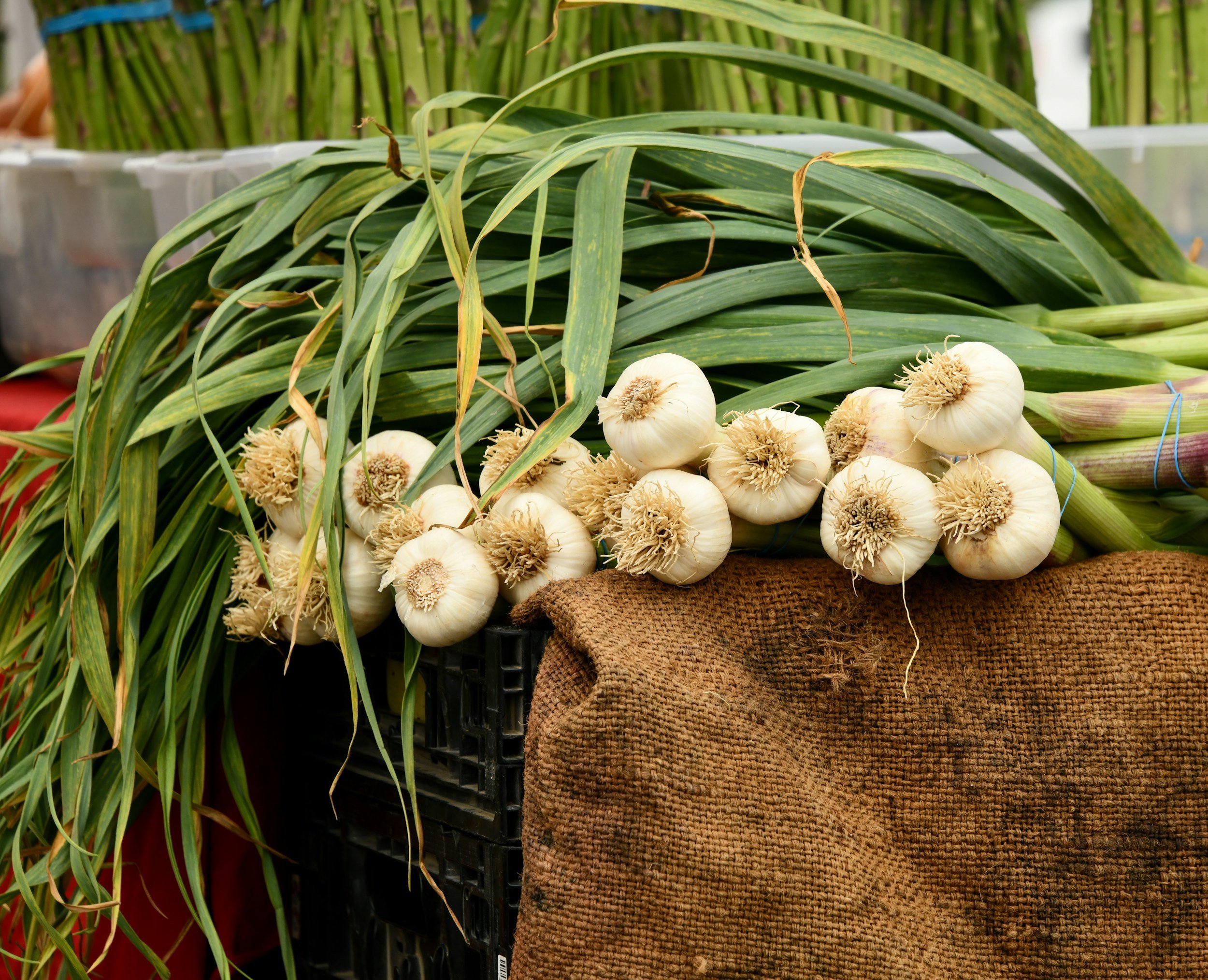 Fresh garlic bulbs with long green stalks on a burlap cloth at a market stall.