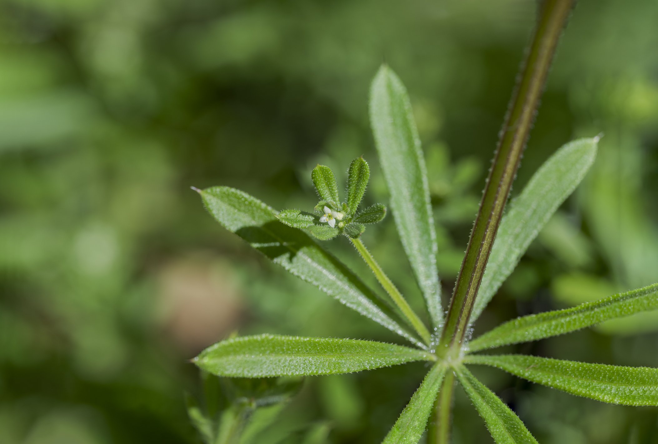 Galium aparine (Cleavers)