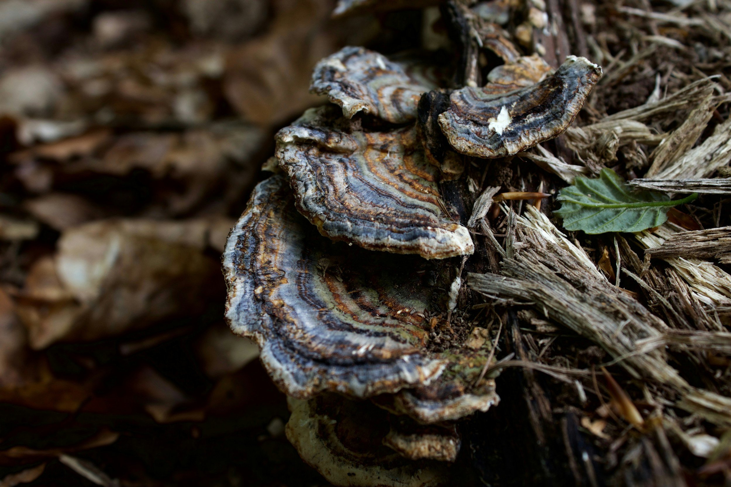Turkey tail (Trametes versicolor)