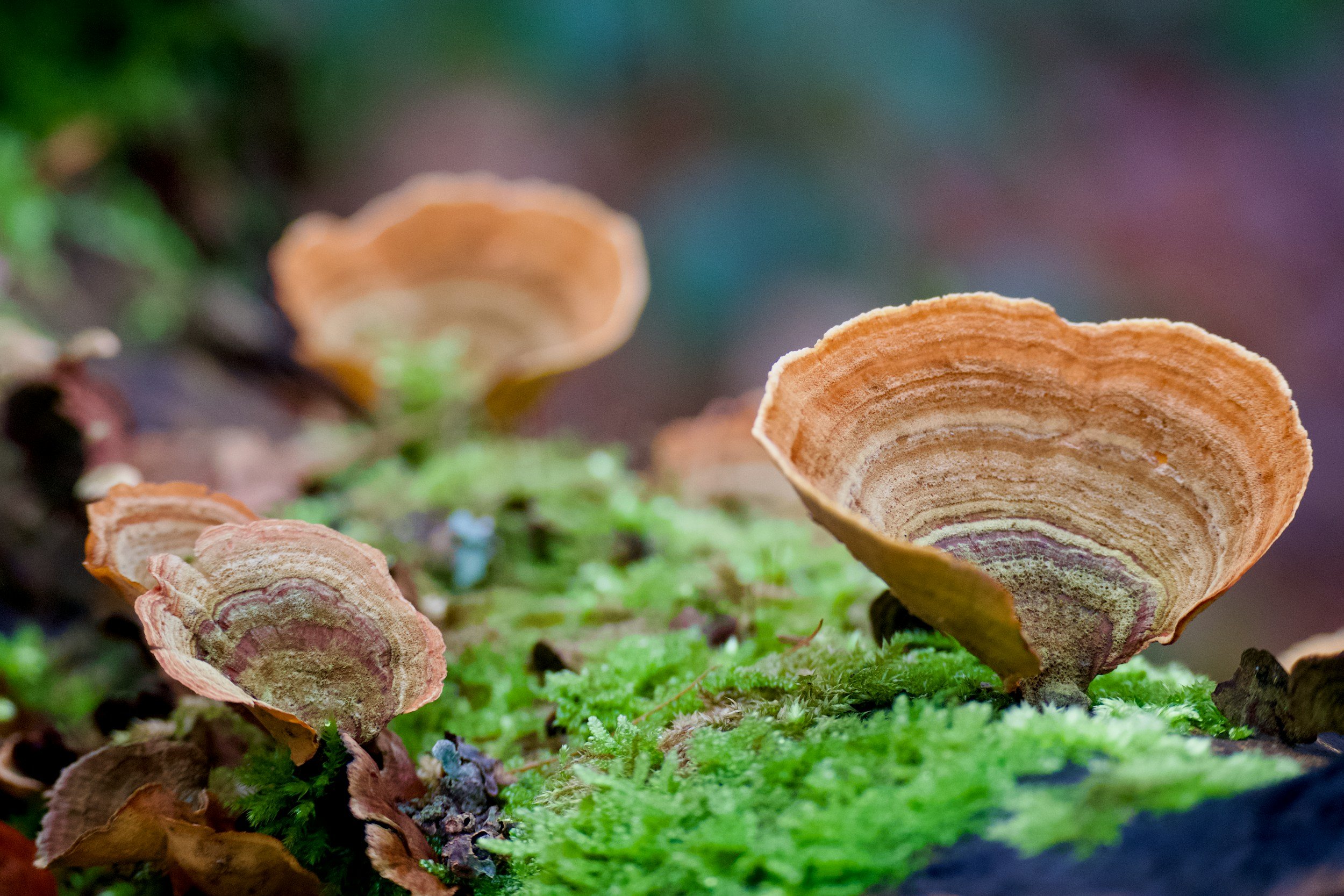 Turkey tail (Trametes versicolor)