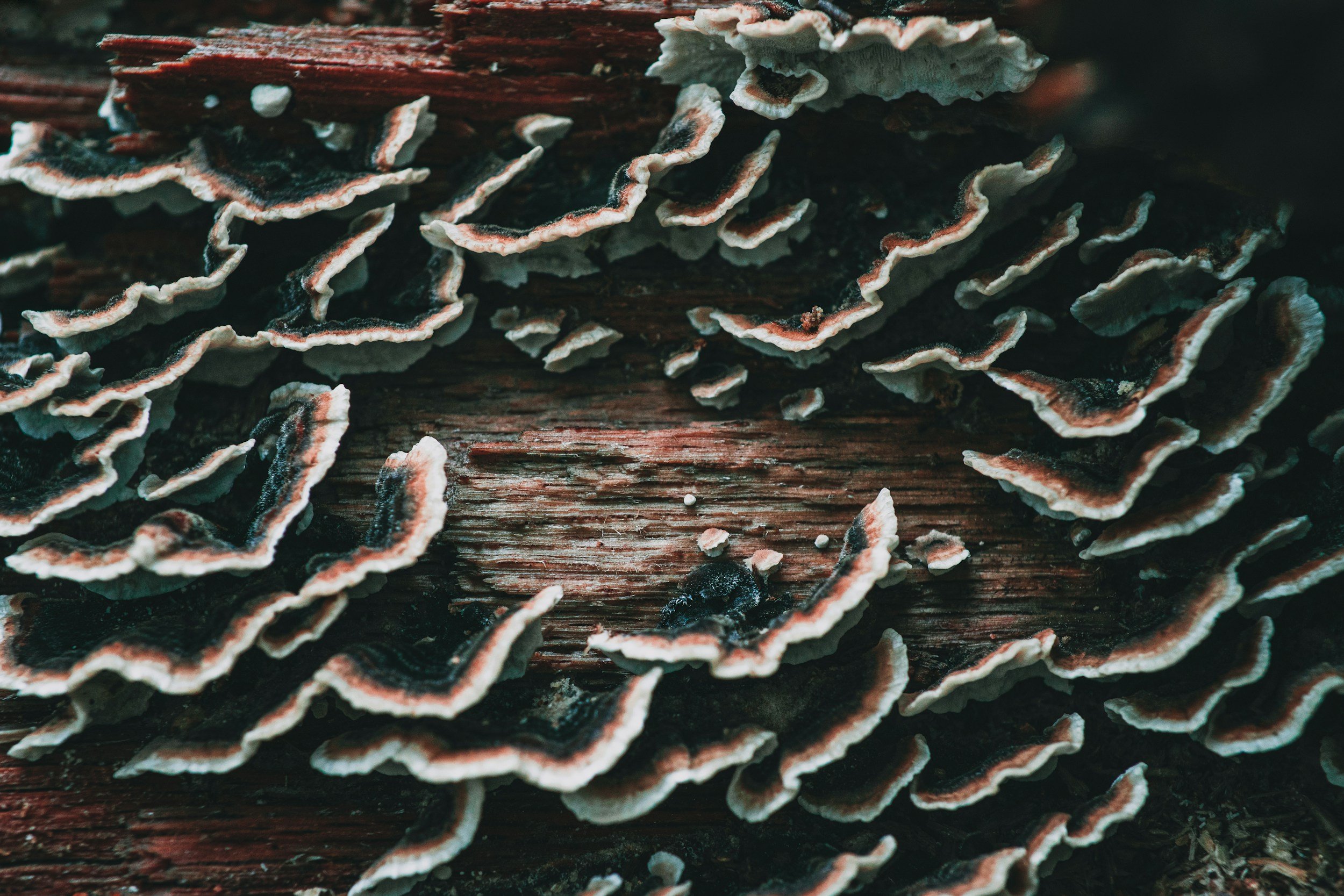 Turkey tail (Trametes versicolor)