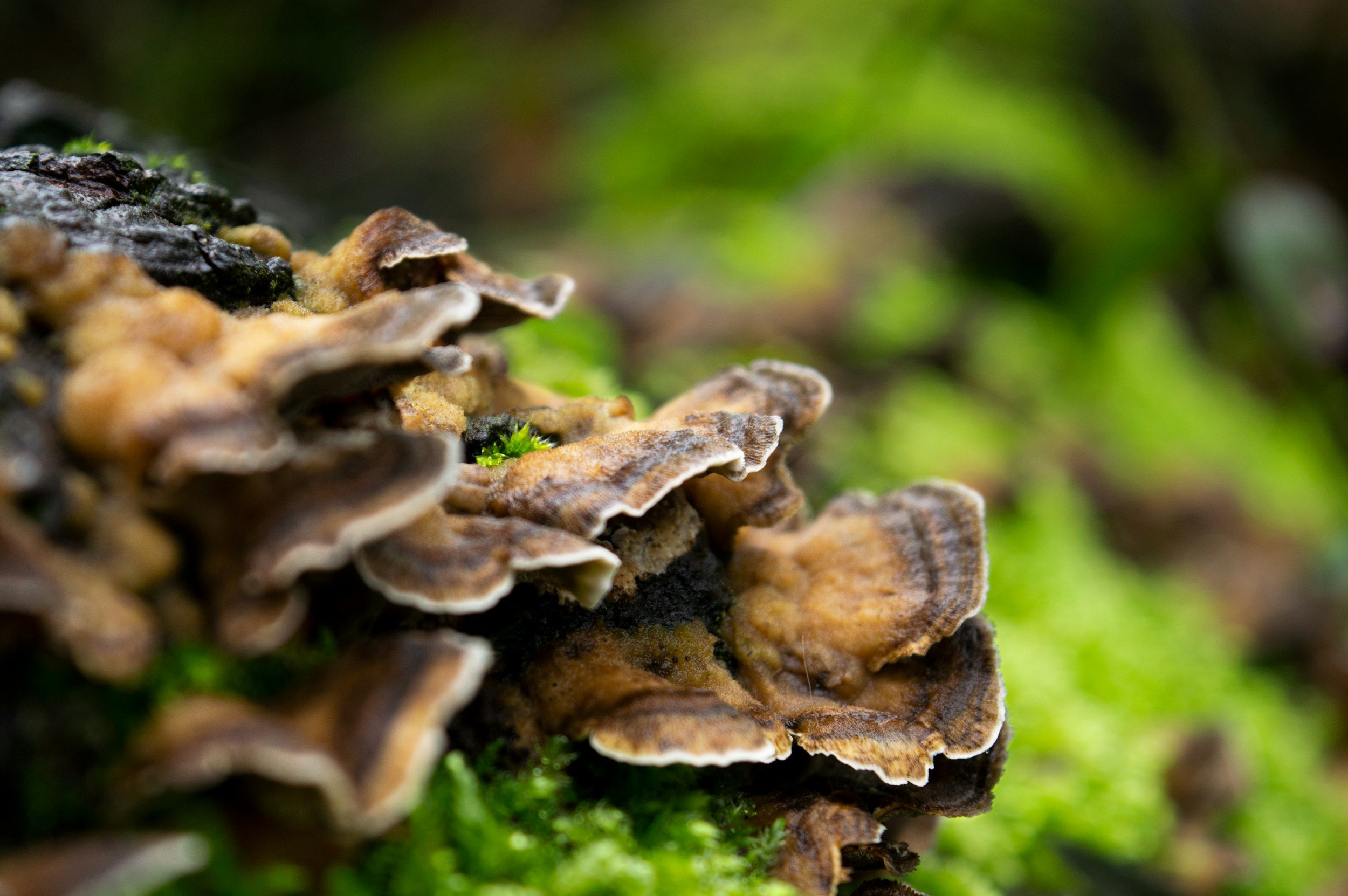 Turkey tail (Trametes versicolor)