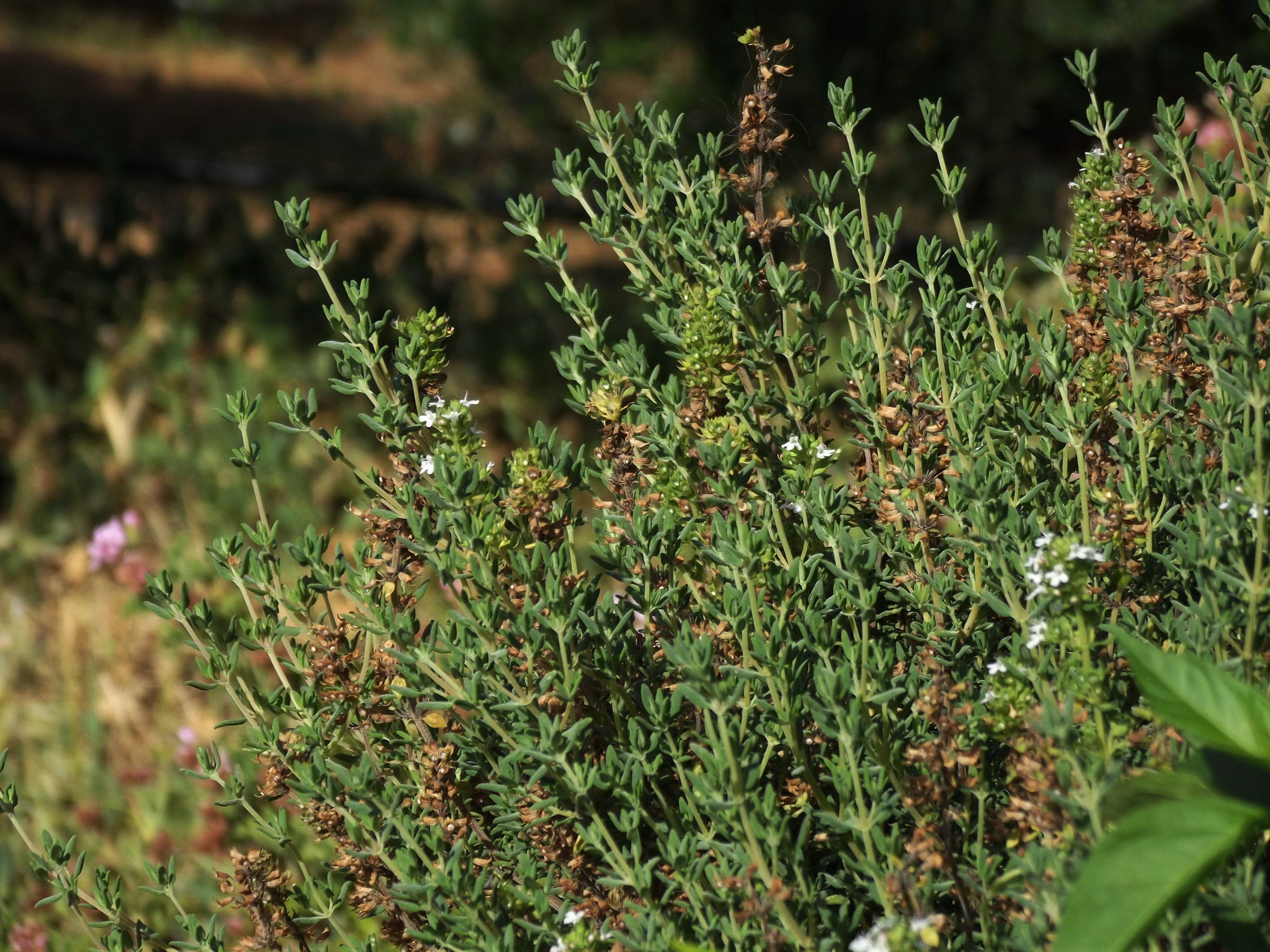 thymus vulagris