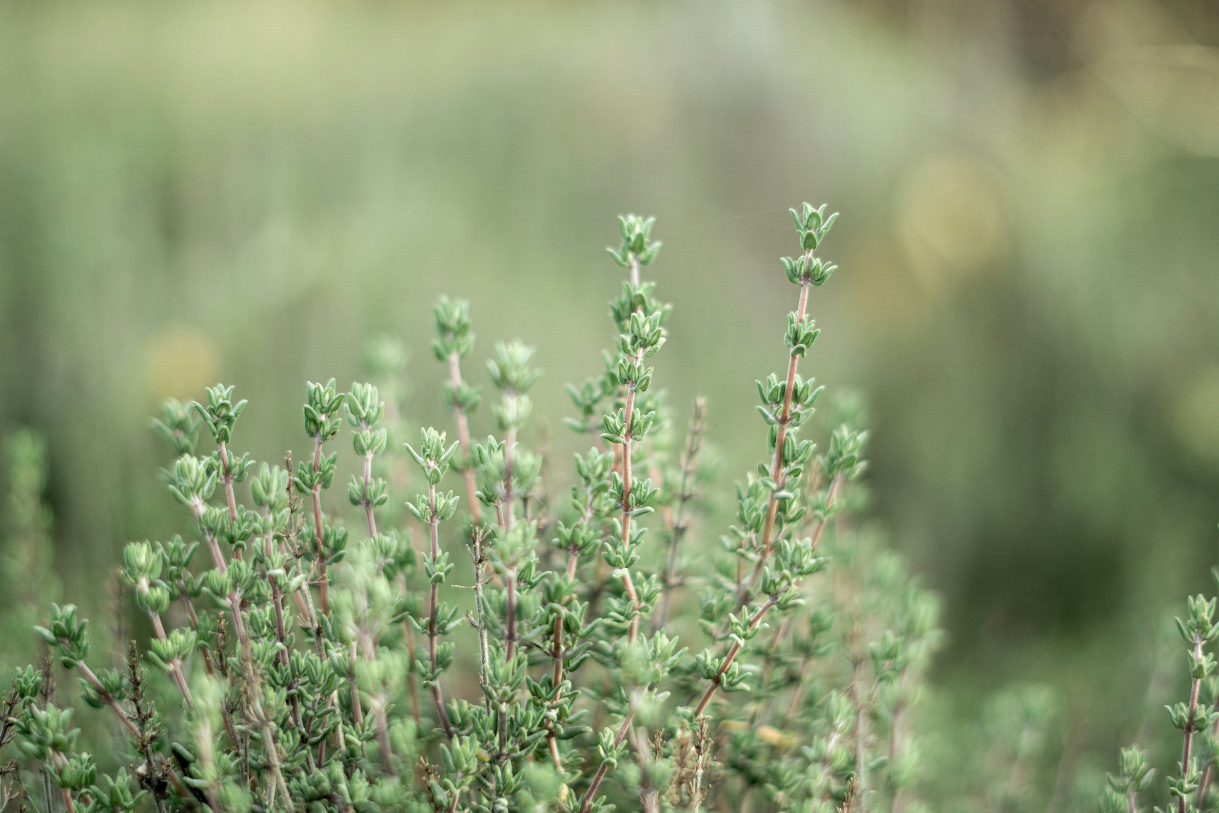 thymus vulagris