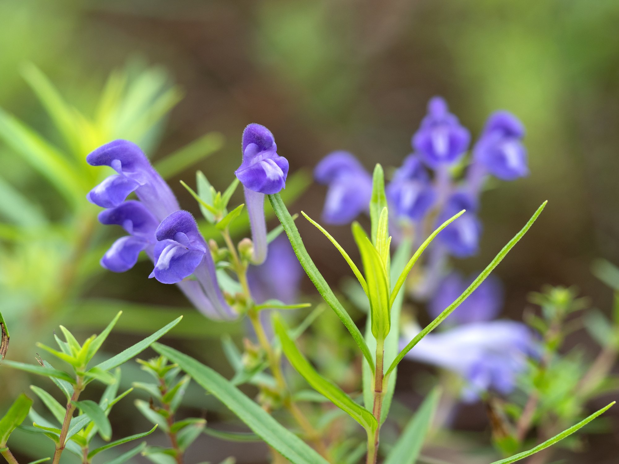 Scutellaria lateriflora