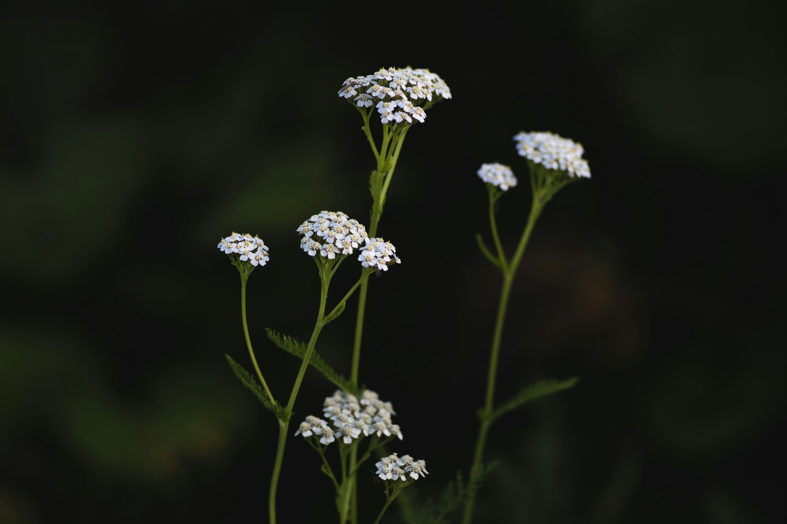 Valerian (Valeriana officinalis)