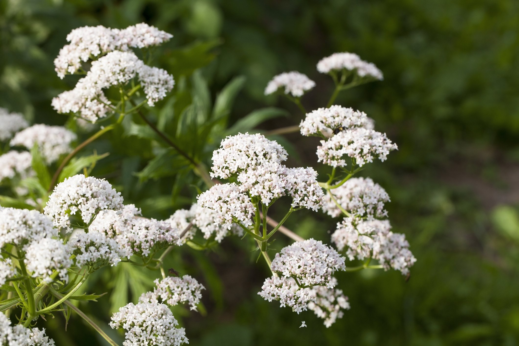 Valerian (Valeriana officinalis)