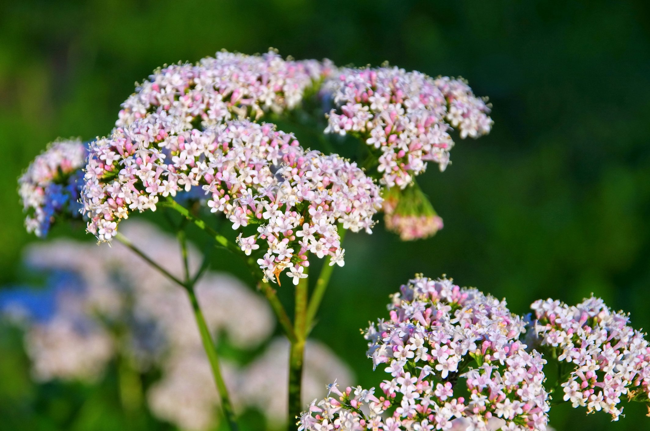 Valerian (Valeriana officinalis)