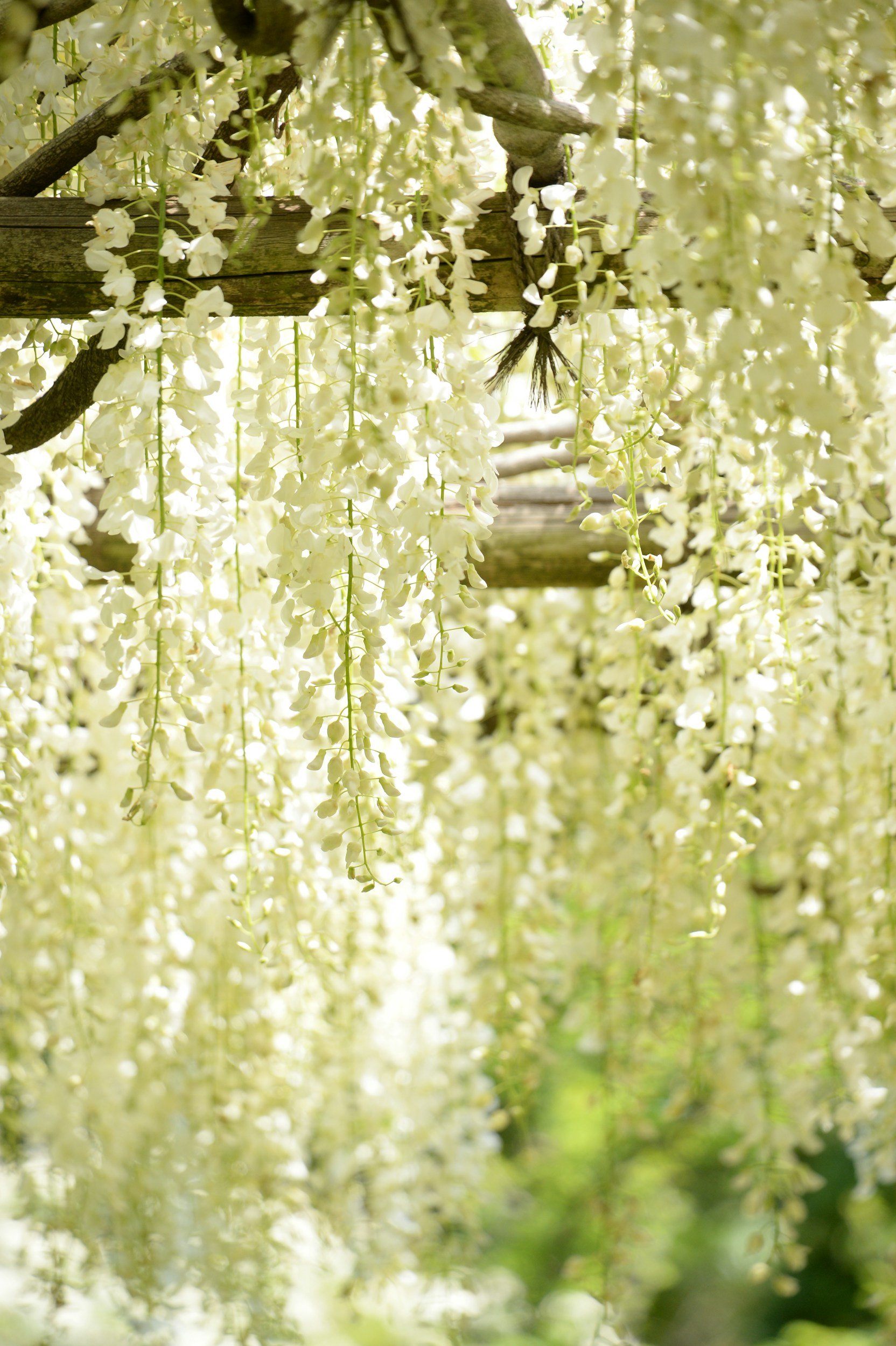 Willow (Salix alba)