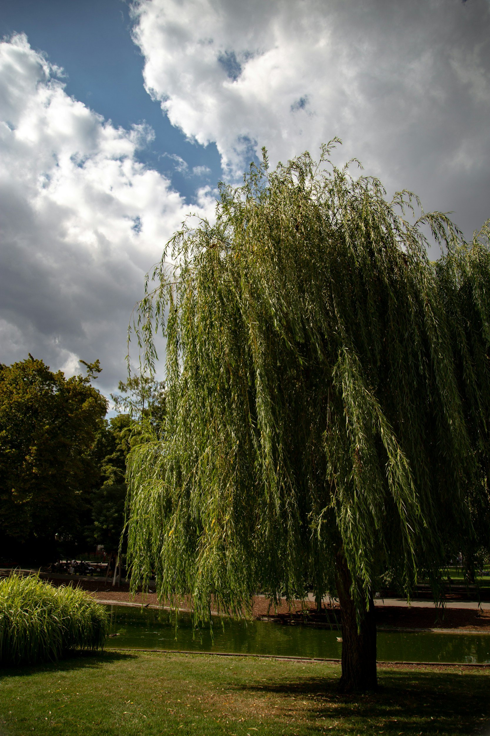 Willow (Salix alba)