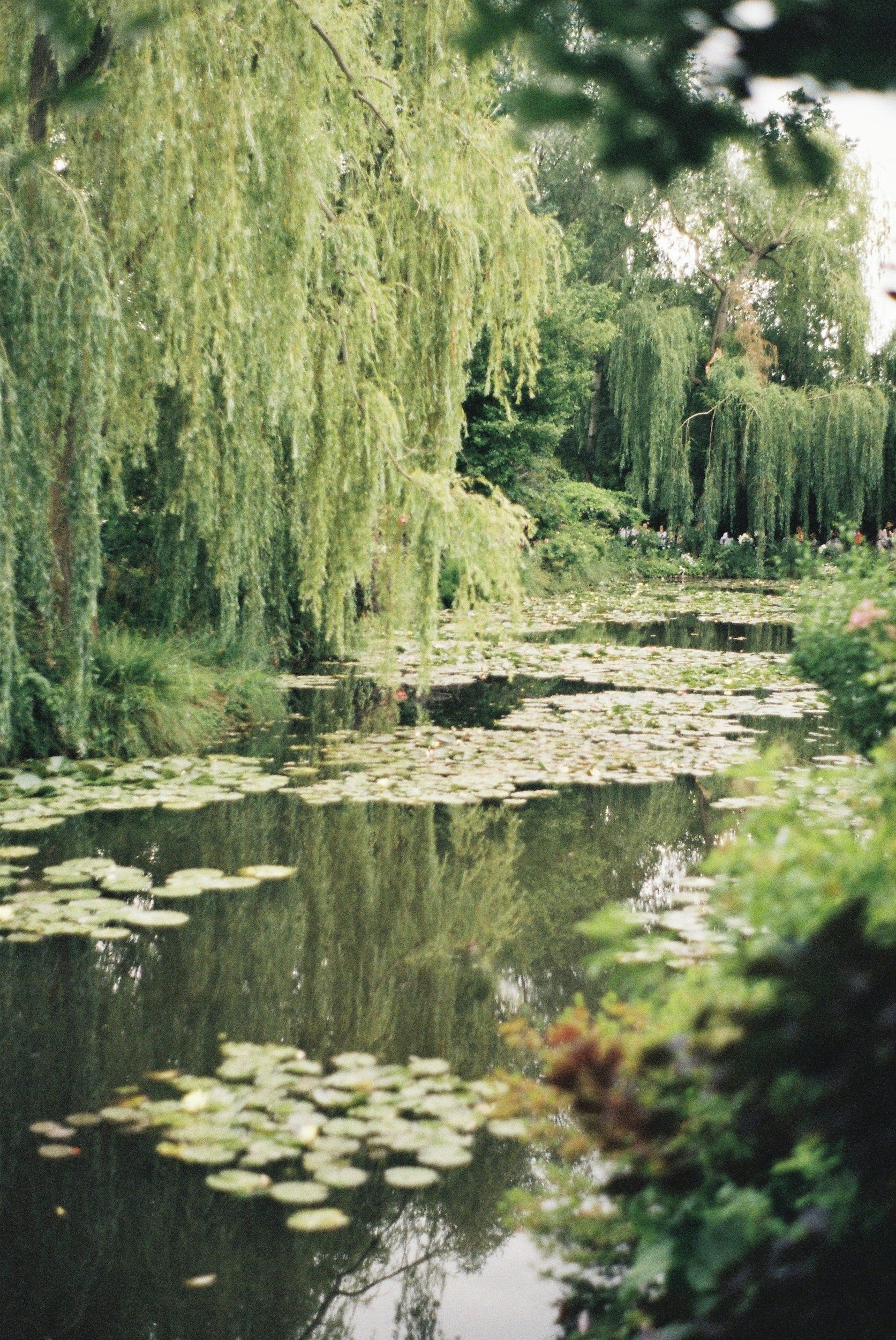 Willow (Salix alba)