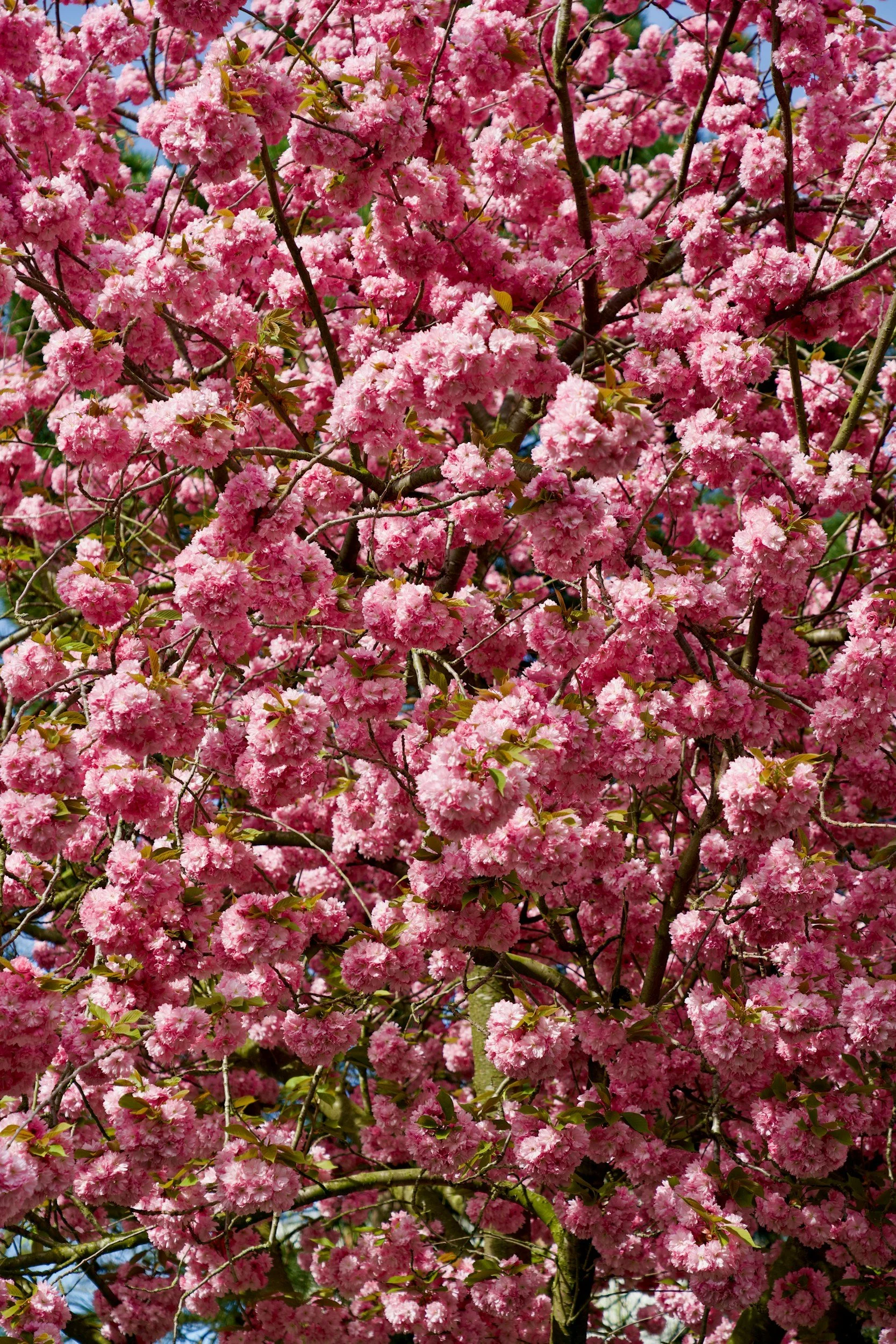 Wild Cherry (Prunus serotina)
