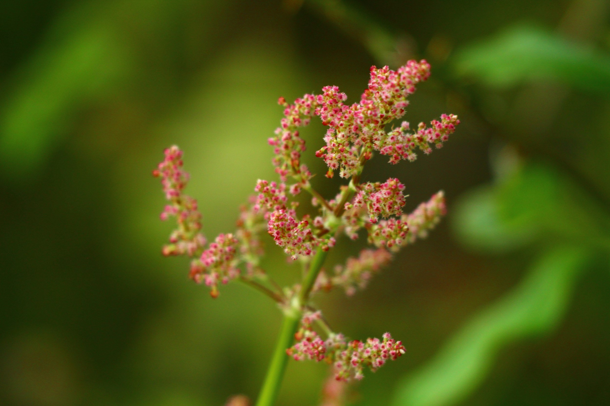 Yellow Dock (Rumex crispus)