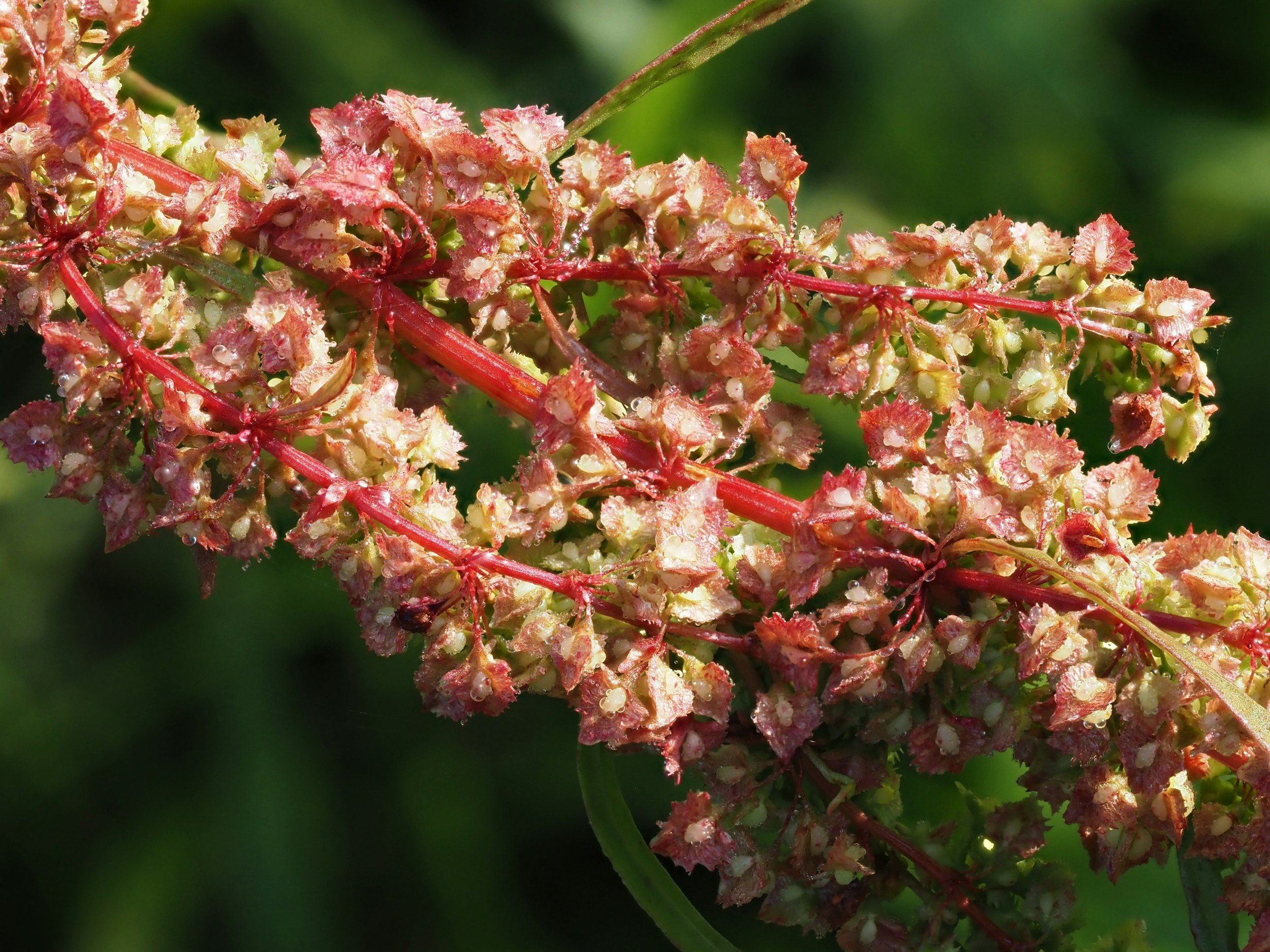 Yellow Dock (Rumex crispus)