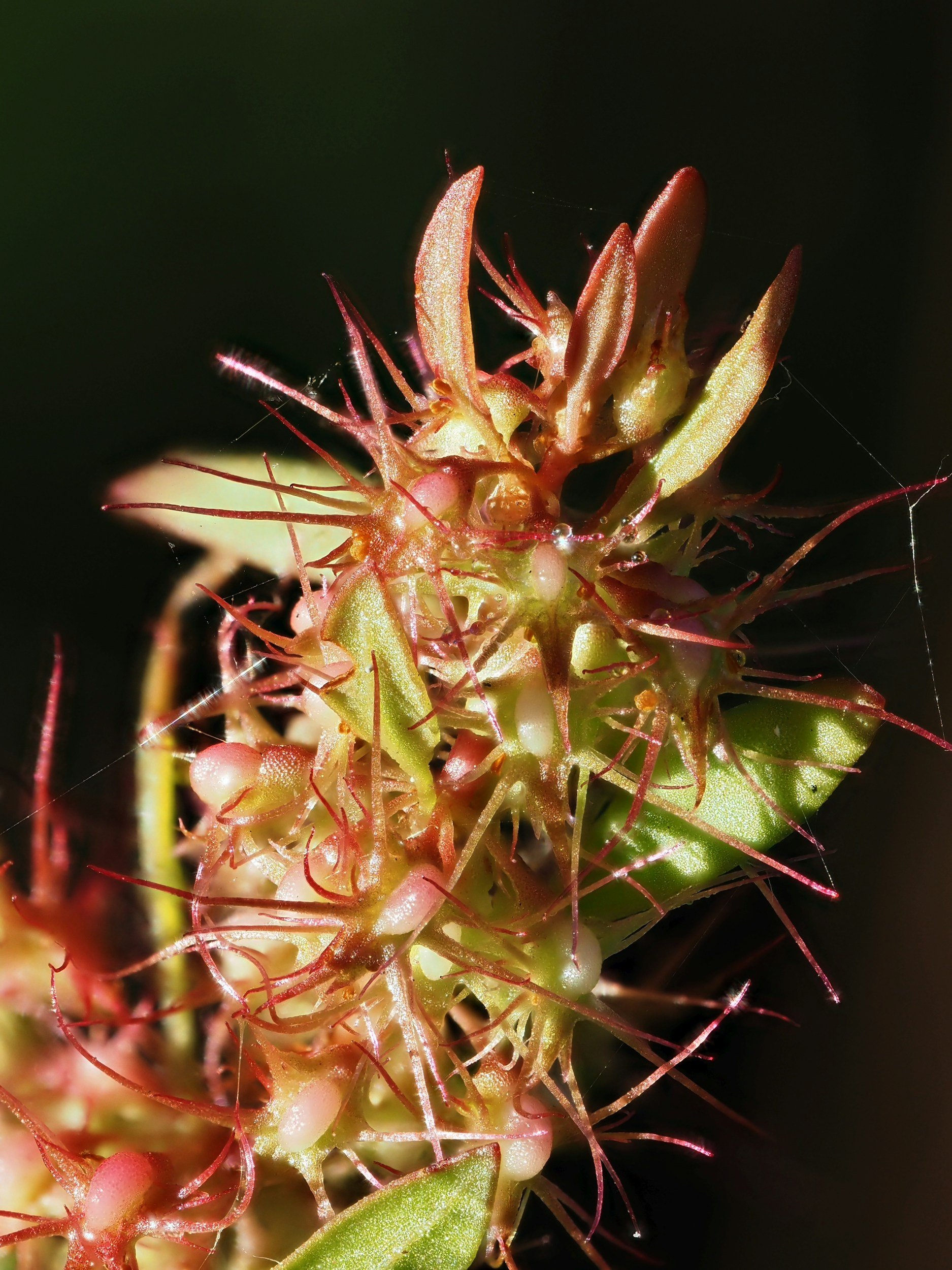 Yellow Dock (Rumex crispus)