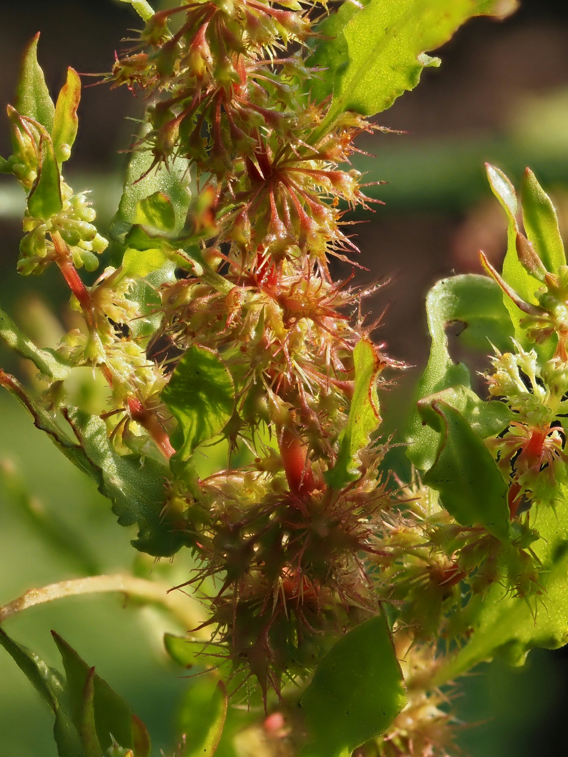 Yellow Dock (Rumex crispus)