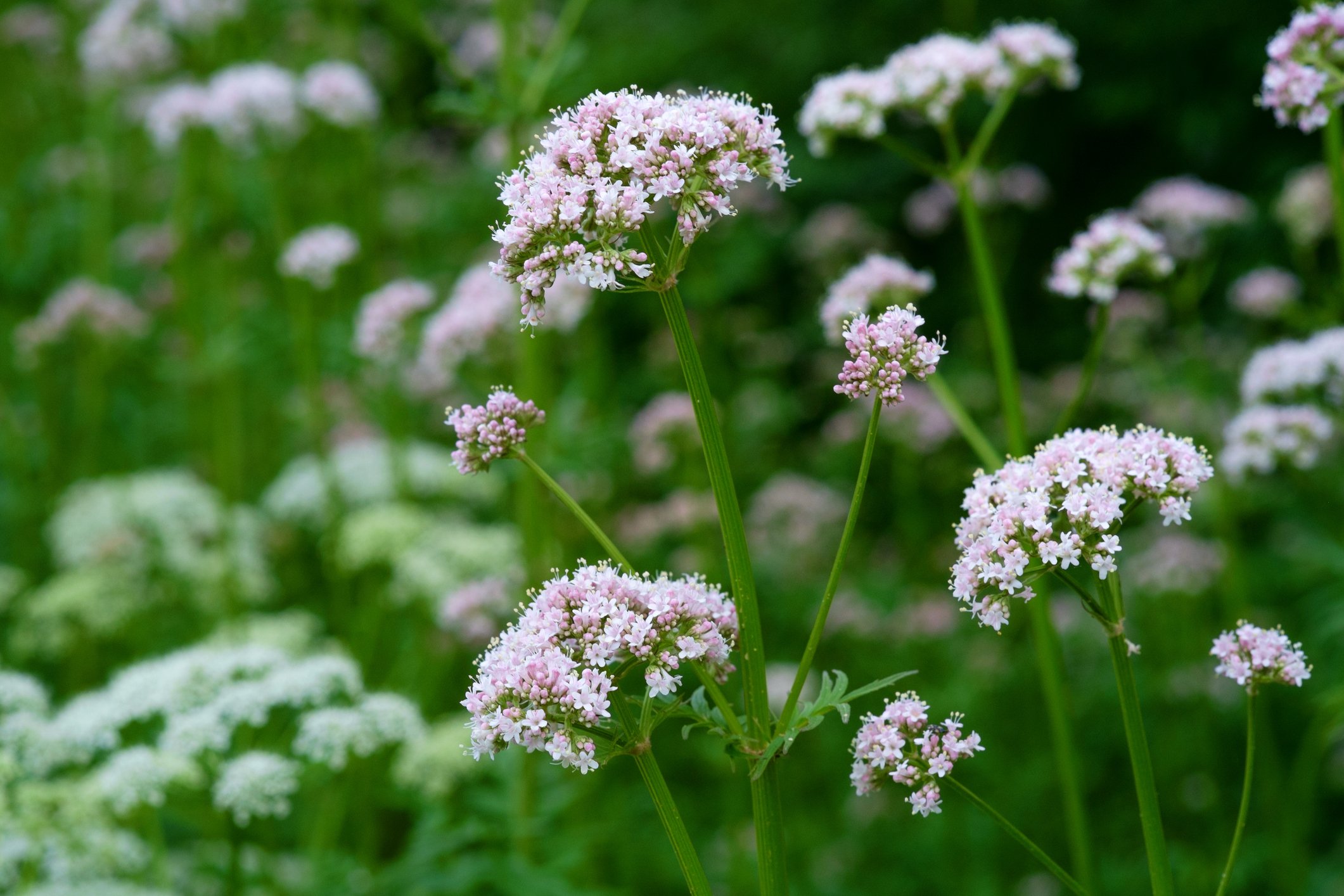 Valerian (Valeriana officinalis)